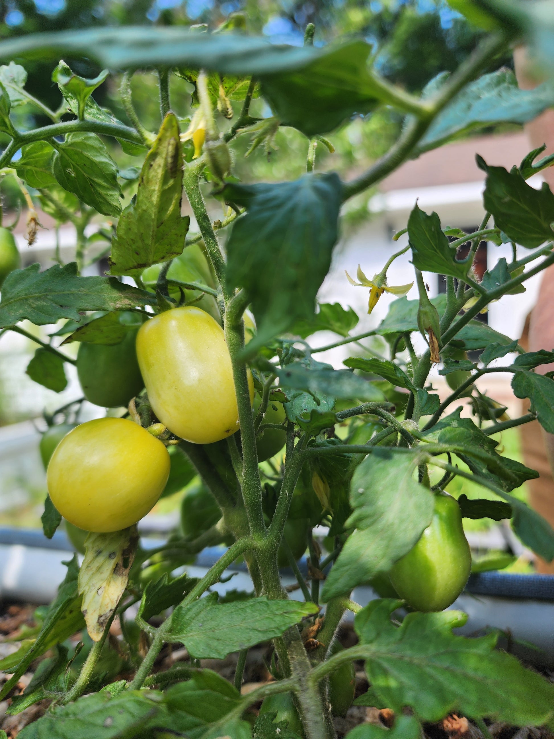 Raindrop Microdwarf Tomato