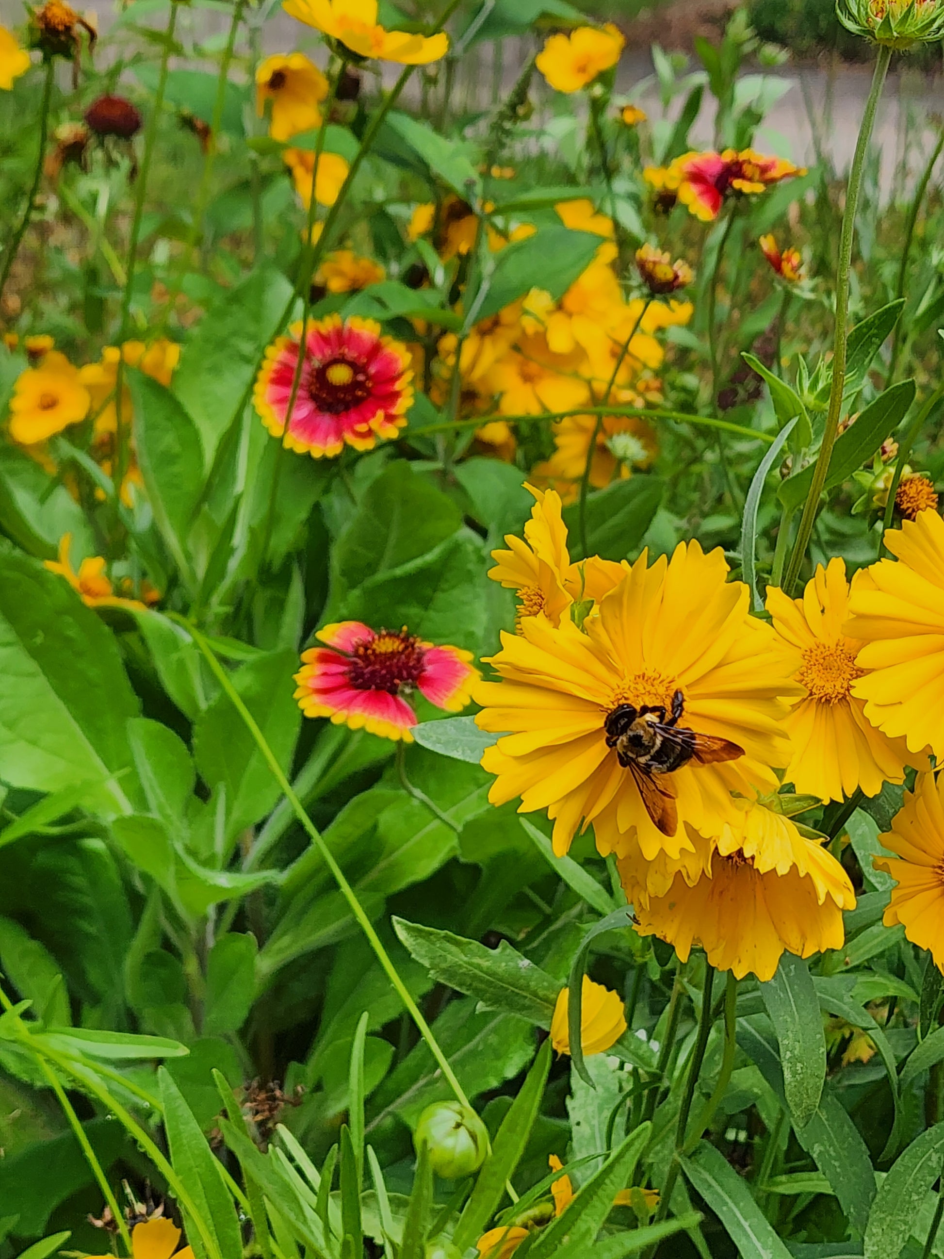 Lanceleaf Coreopsis