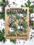 Carolina Geranium