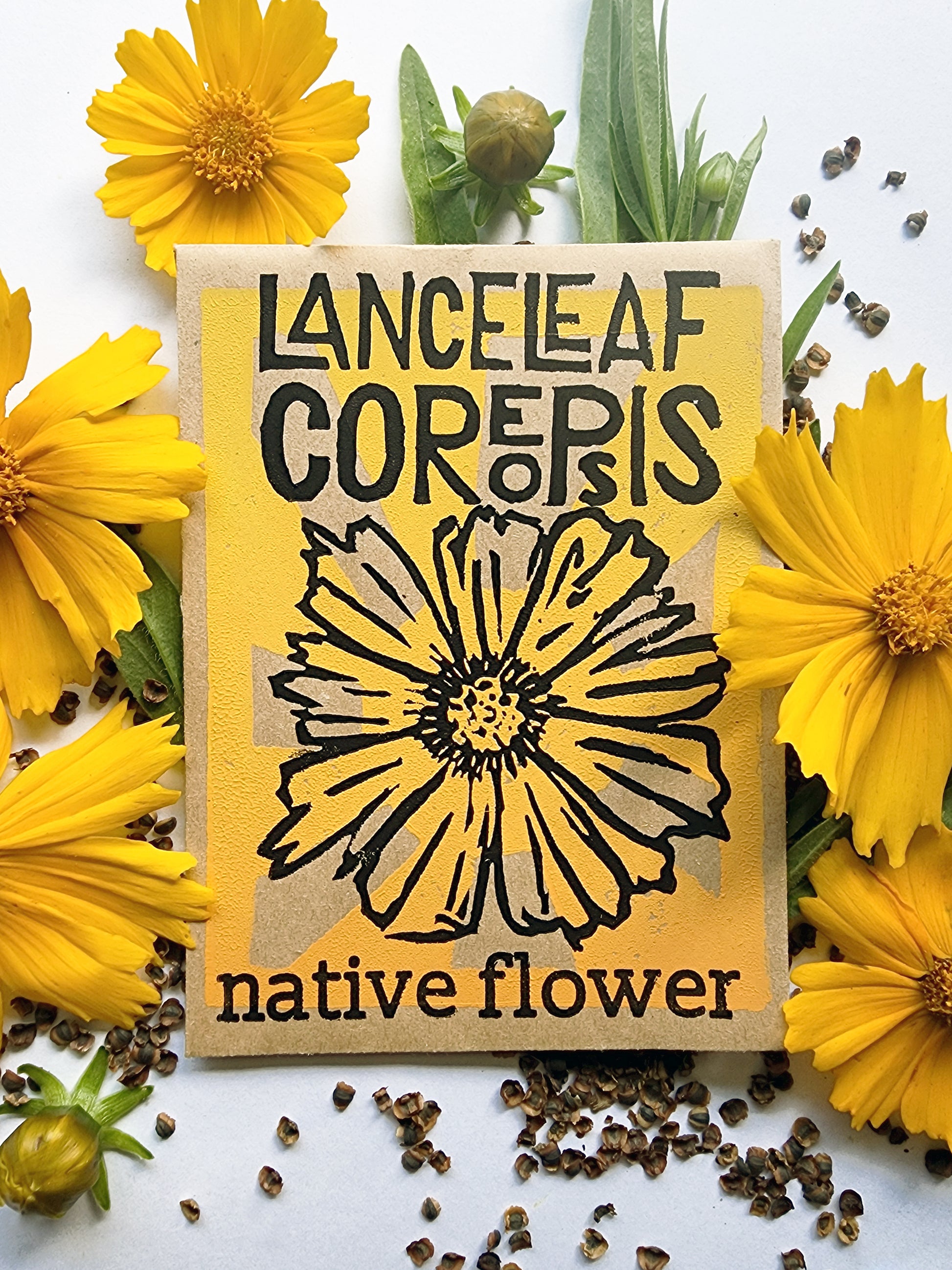 Lanceleaf Coreopsis
