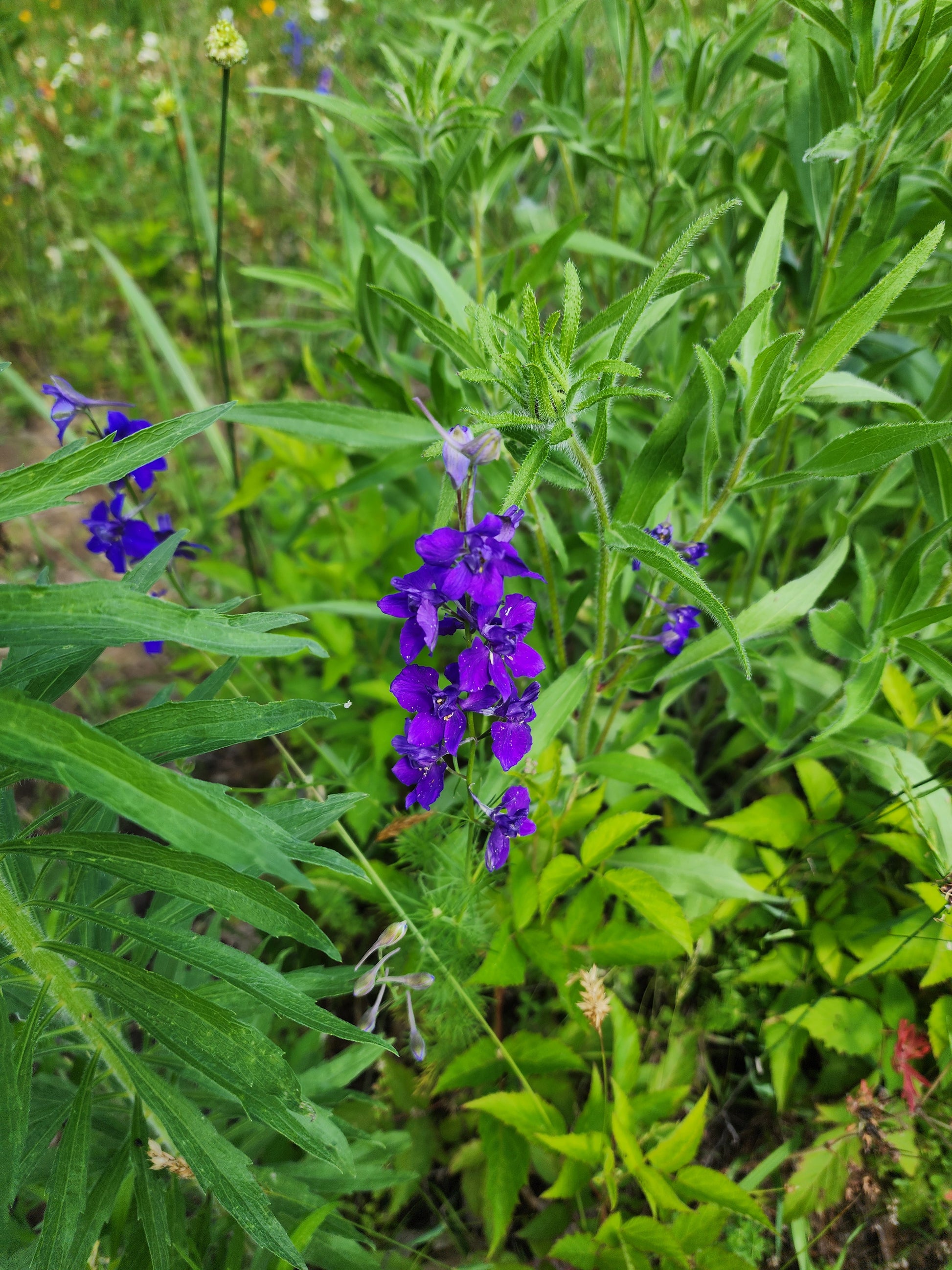 Purple Larkspur