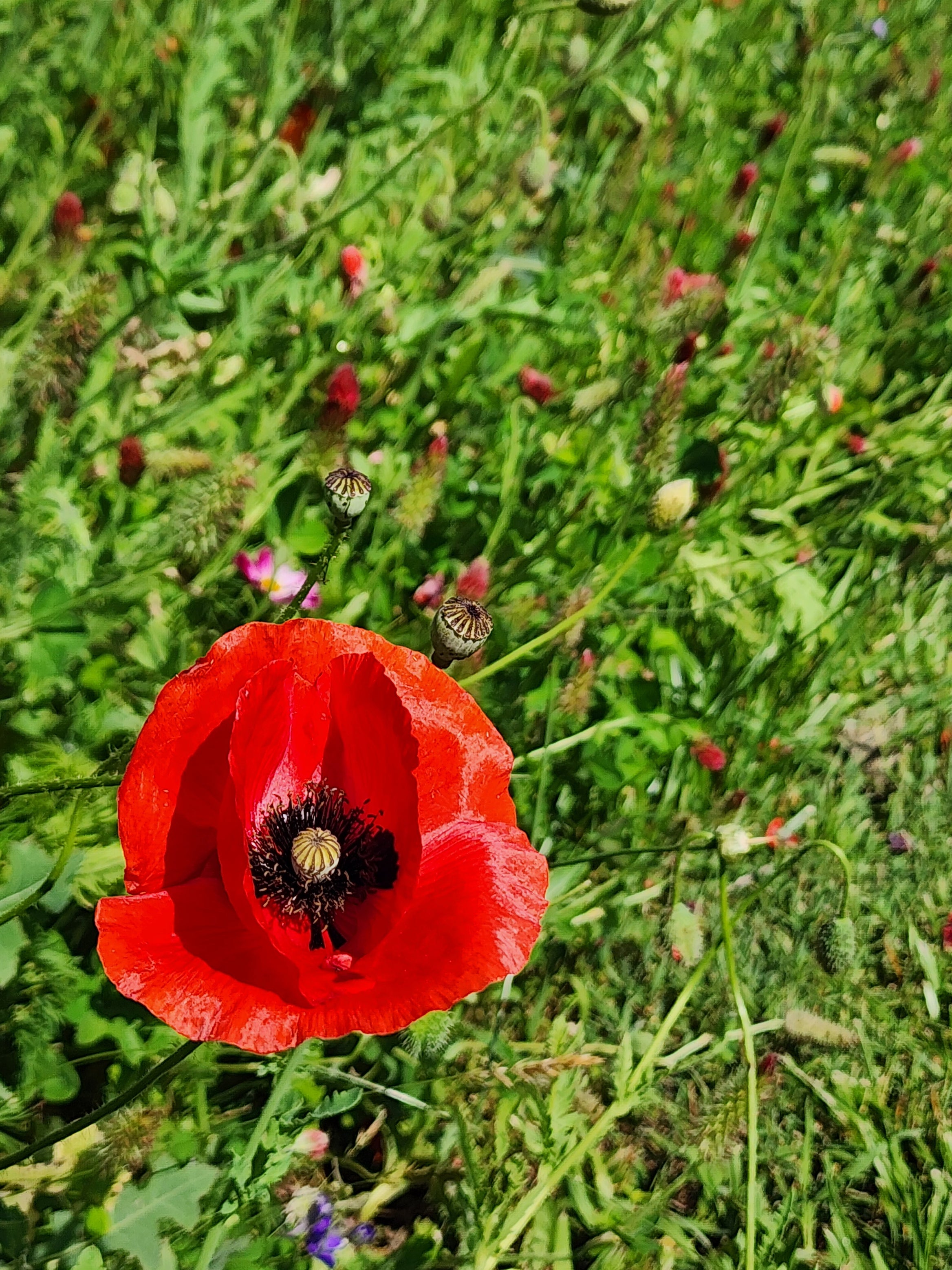 Red Poppy – Tomorrow's Garden