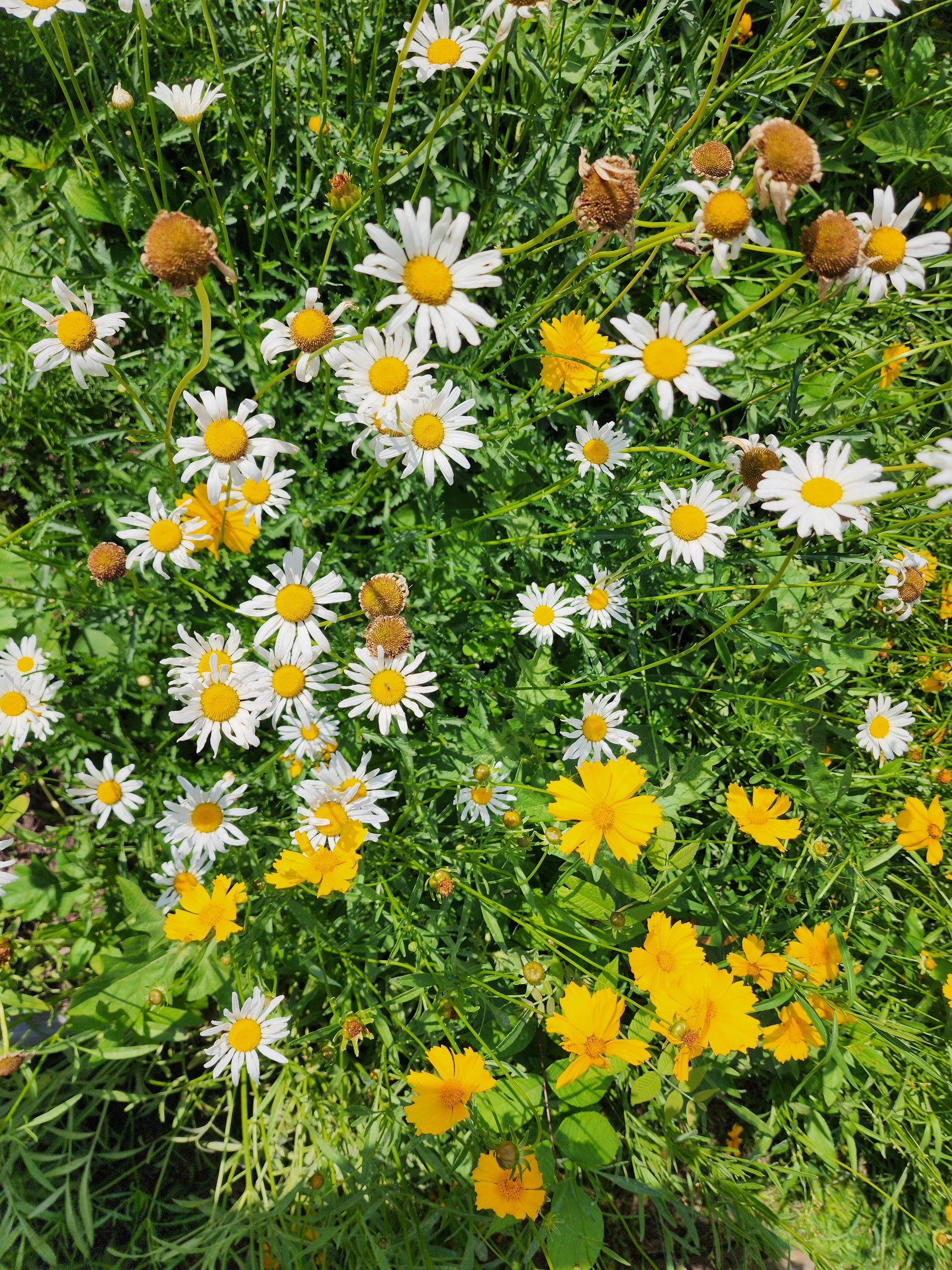 Shasta Daisy