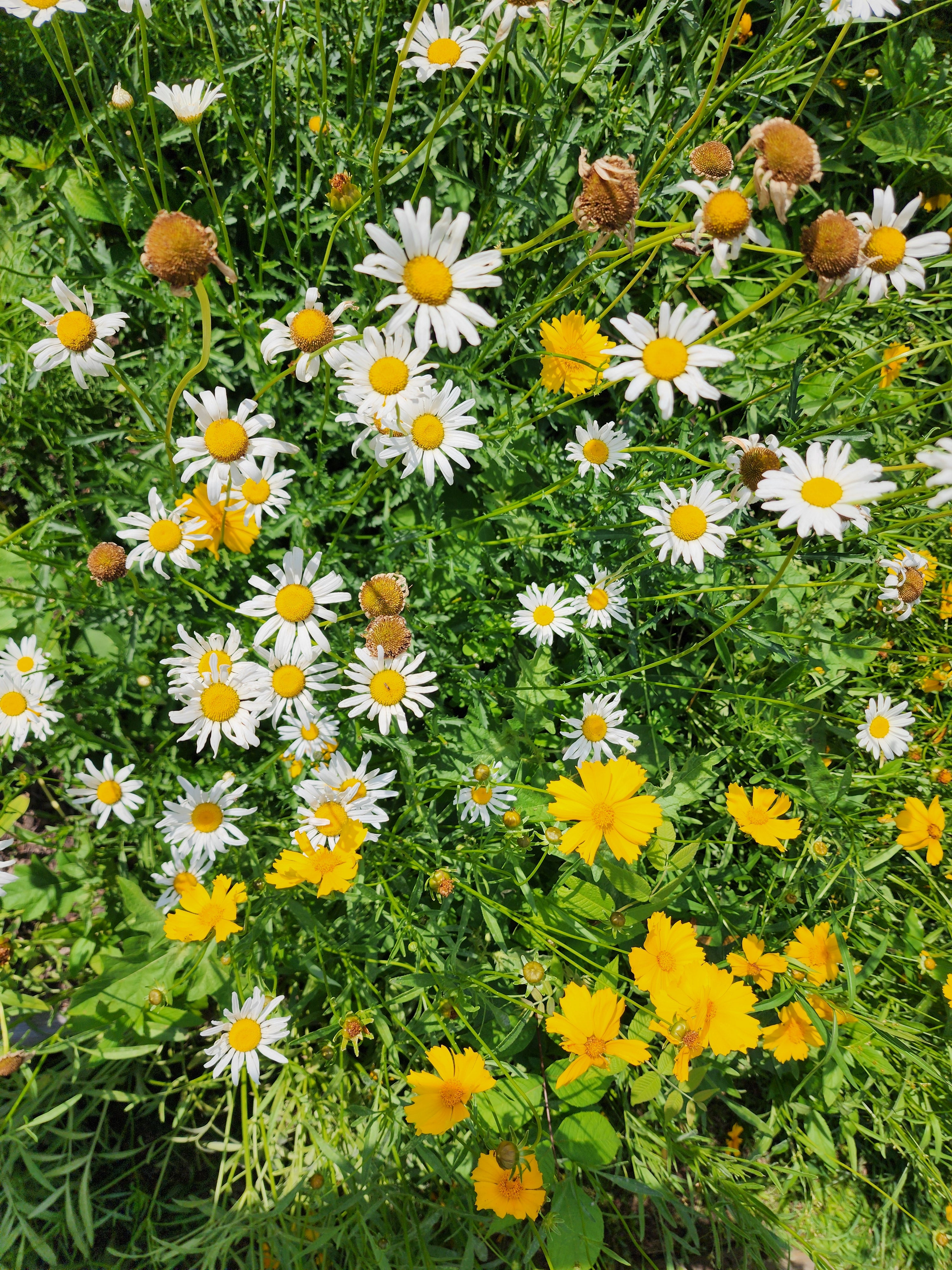 Shasta Daisy