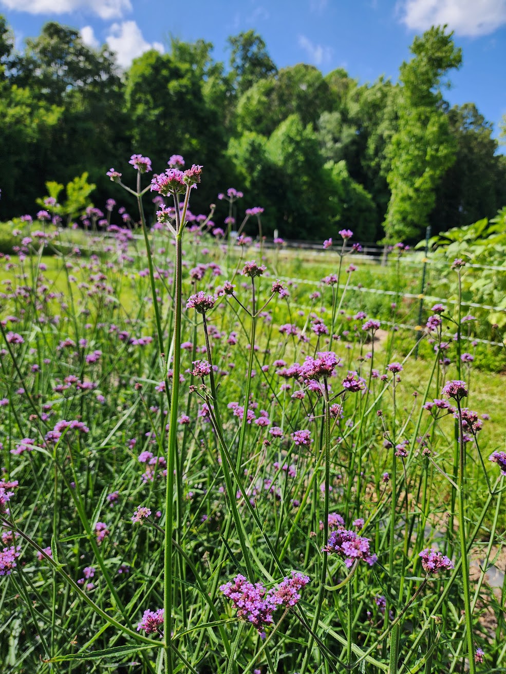 Verbena