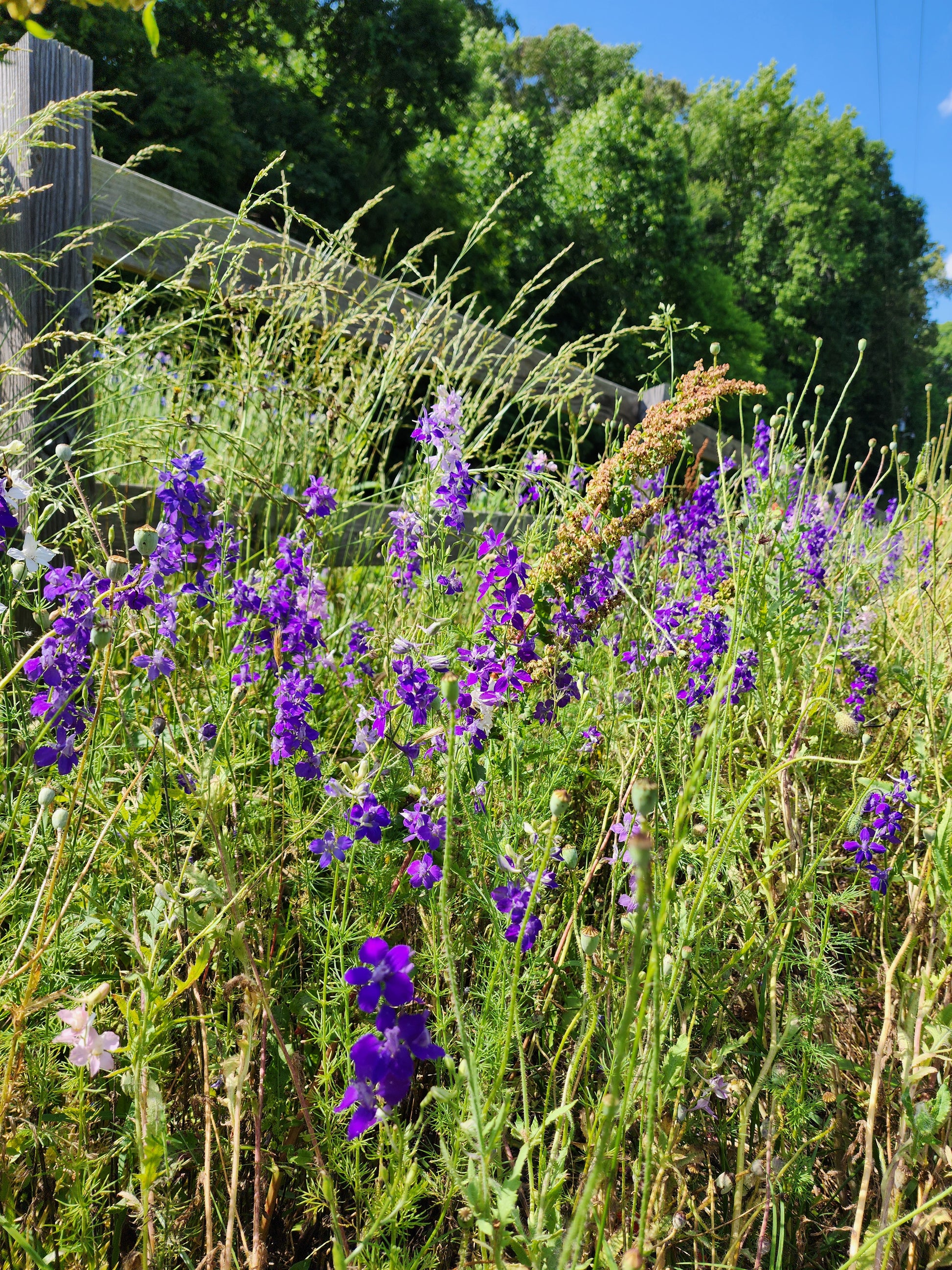 Purple Larkspur