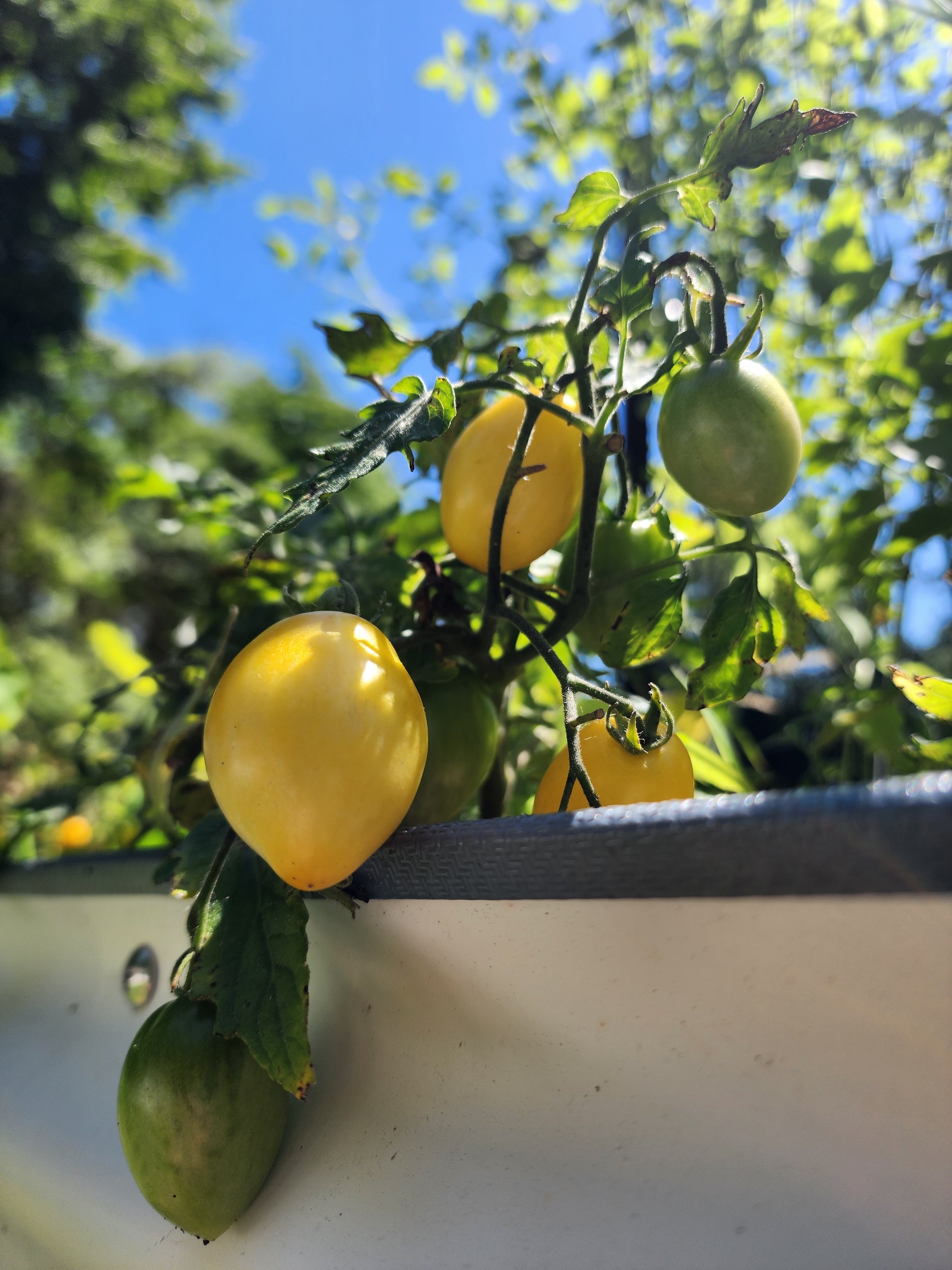 Raindrop Microdwarf Tomato