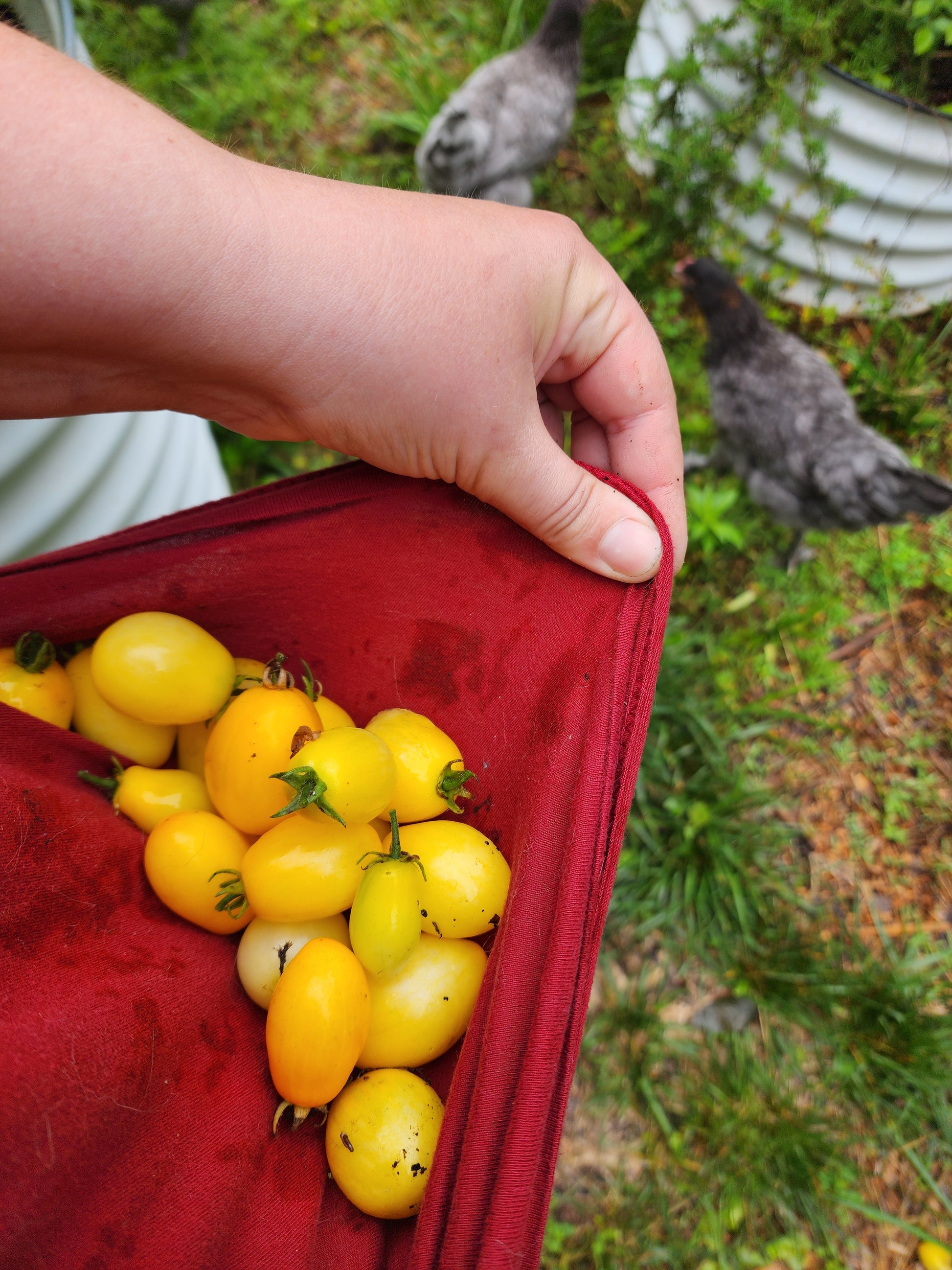 Raindrop Microdwarf Tomato
