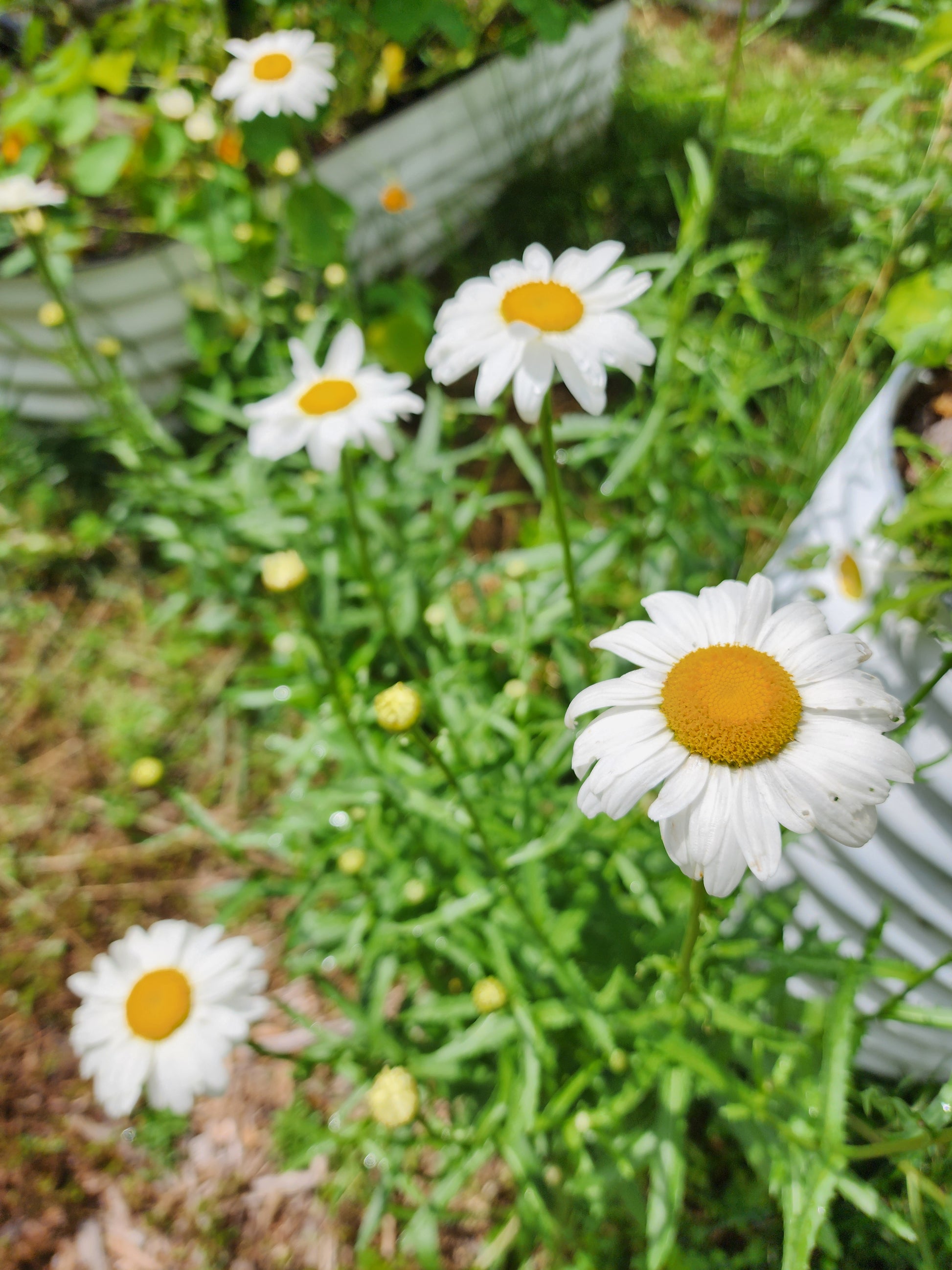 Shasta Daisy