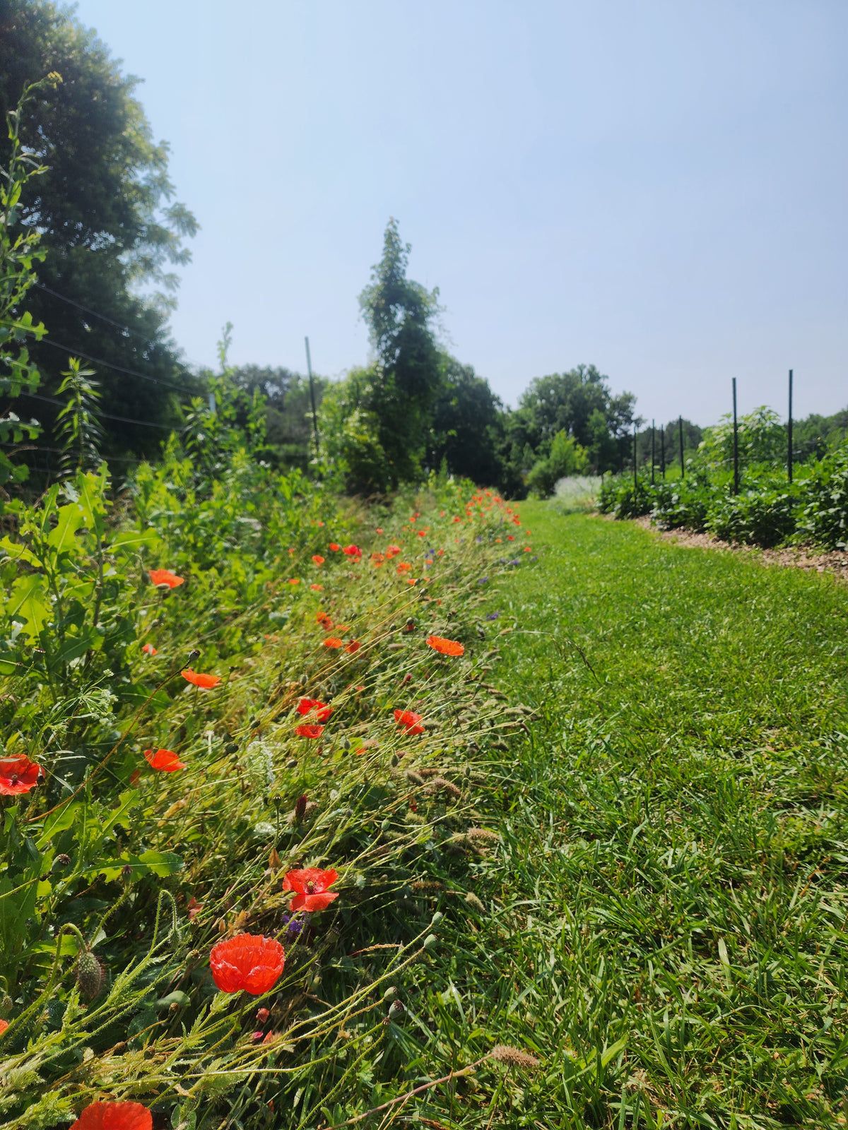 Red Poppy