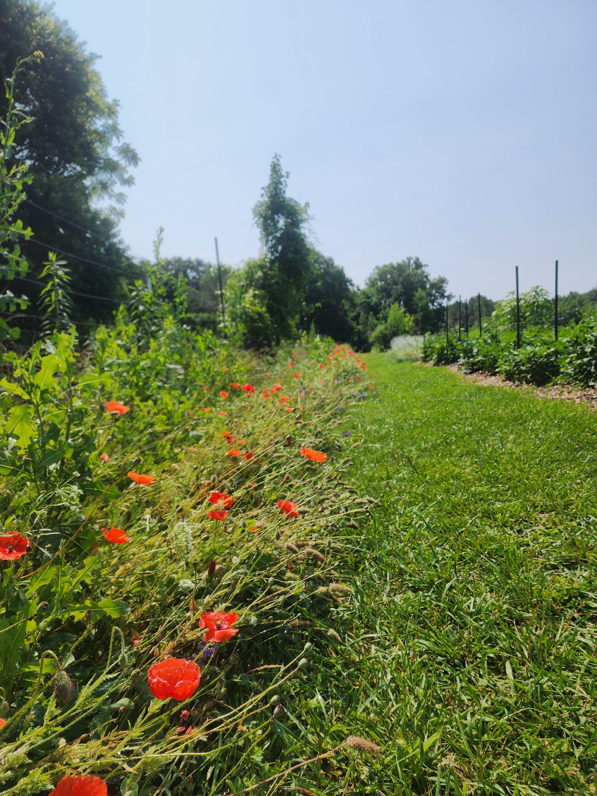 Red Poppy