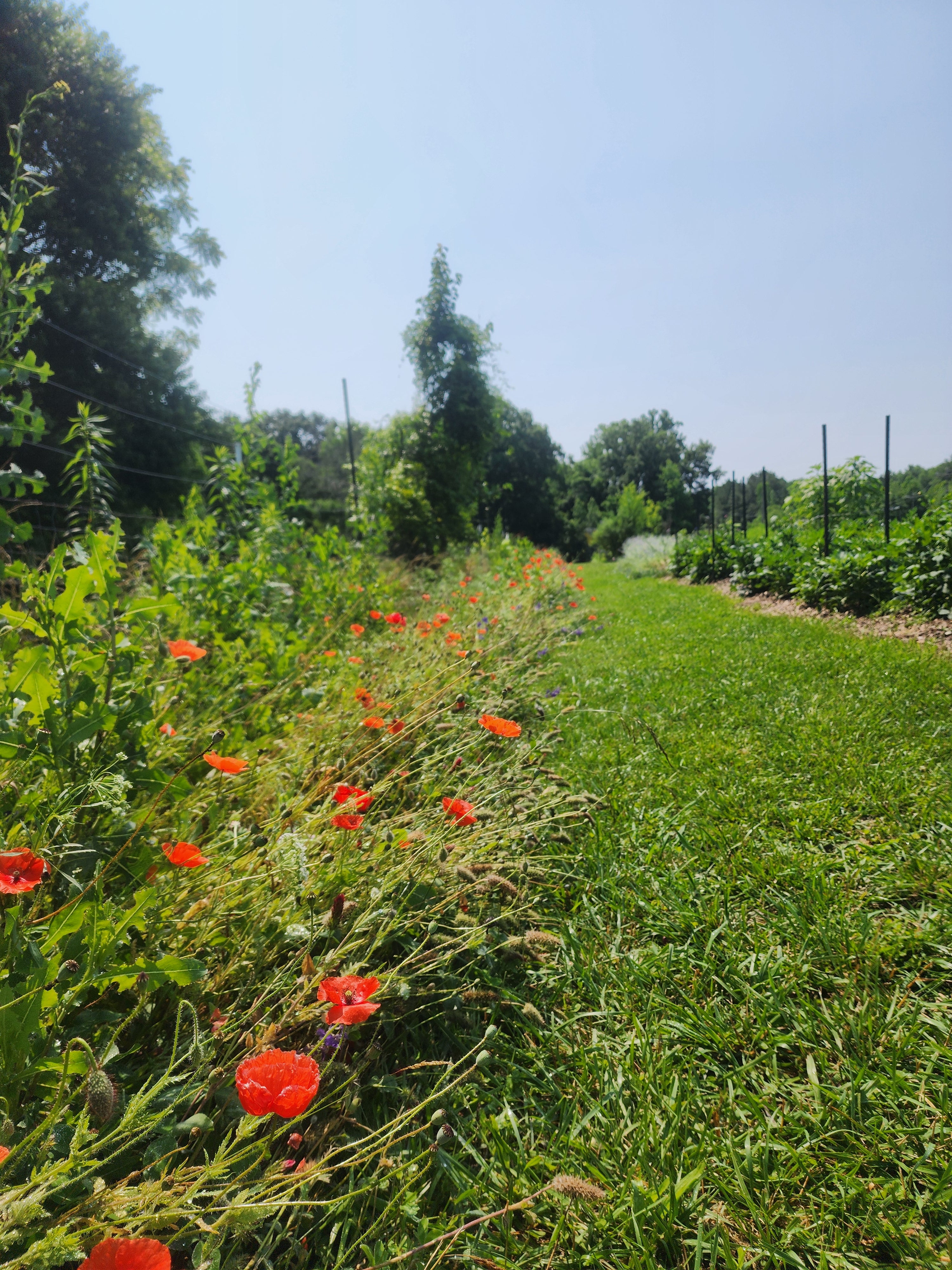 Red Poppy