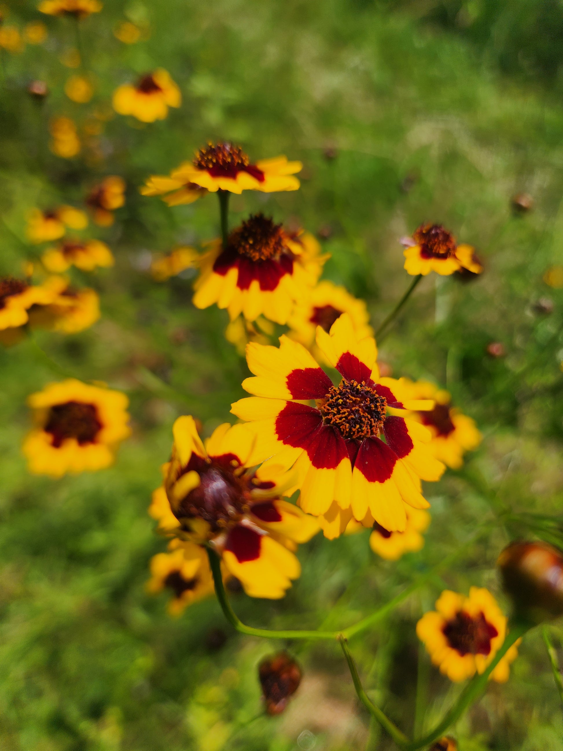 Plains Coreopsis