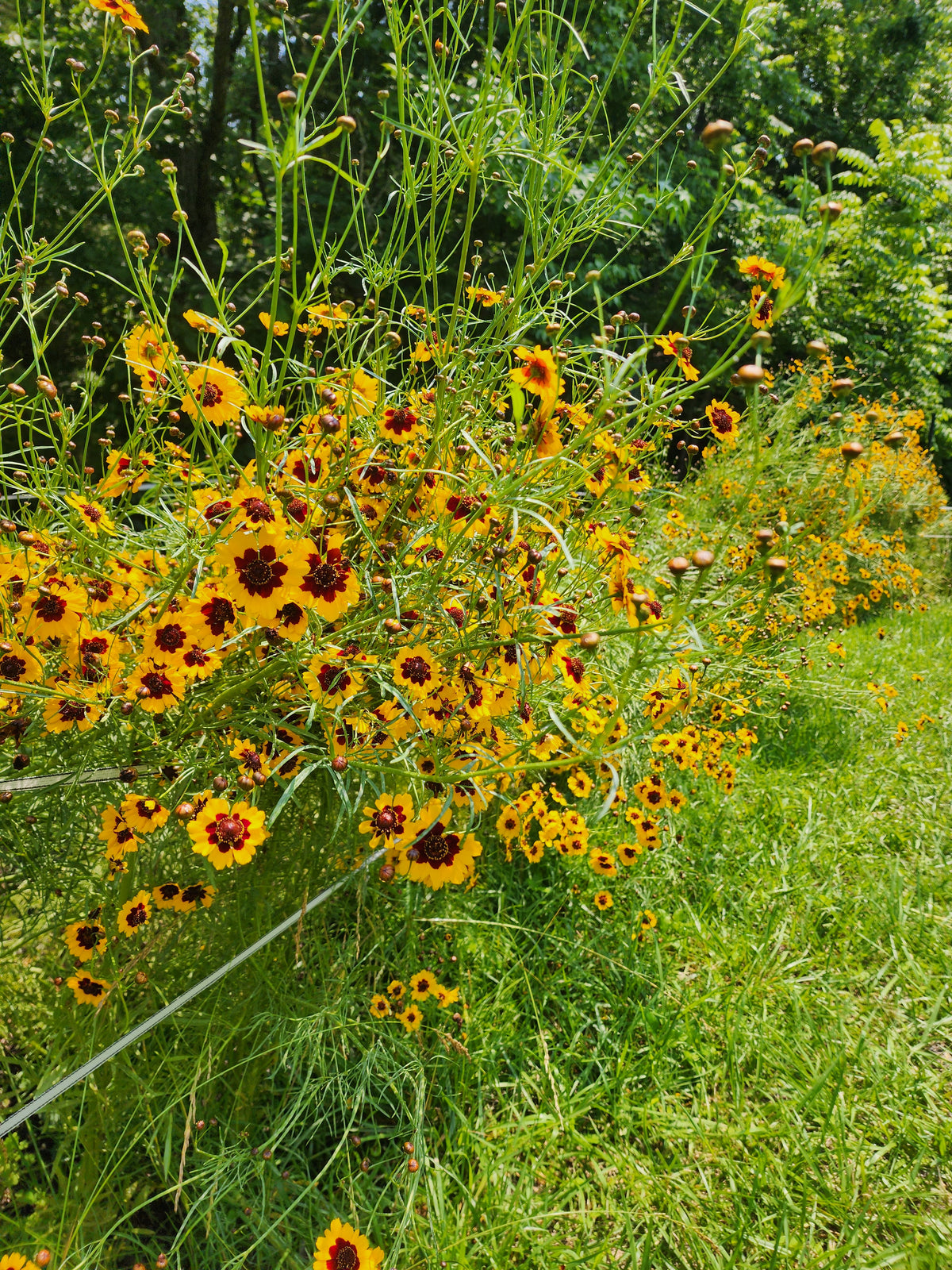 Plains Coreopsis
