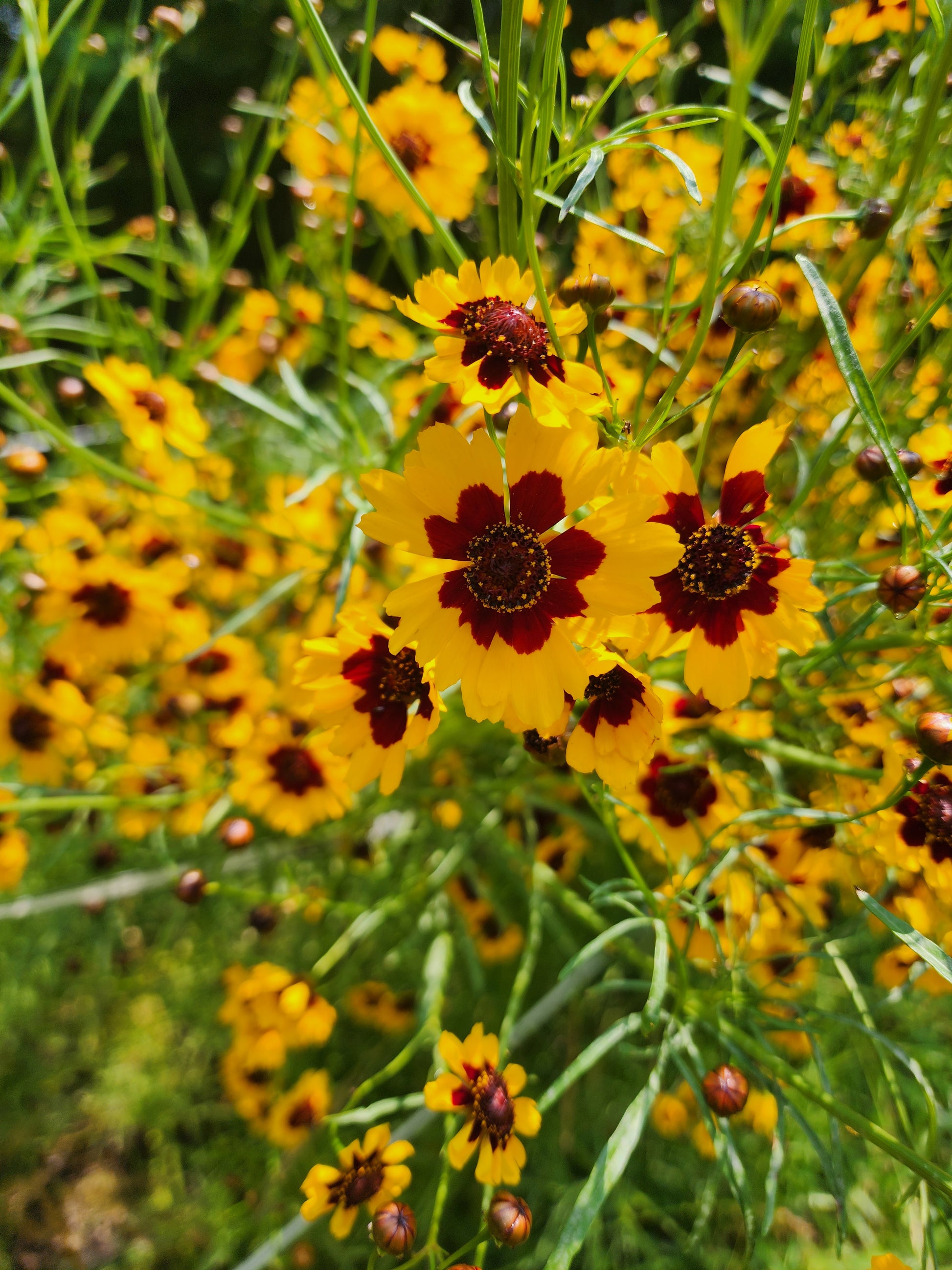 Plains Coreopsis