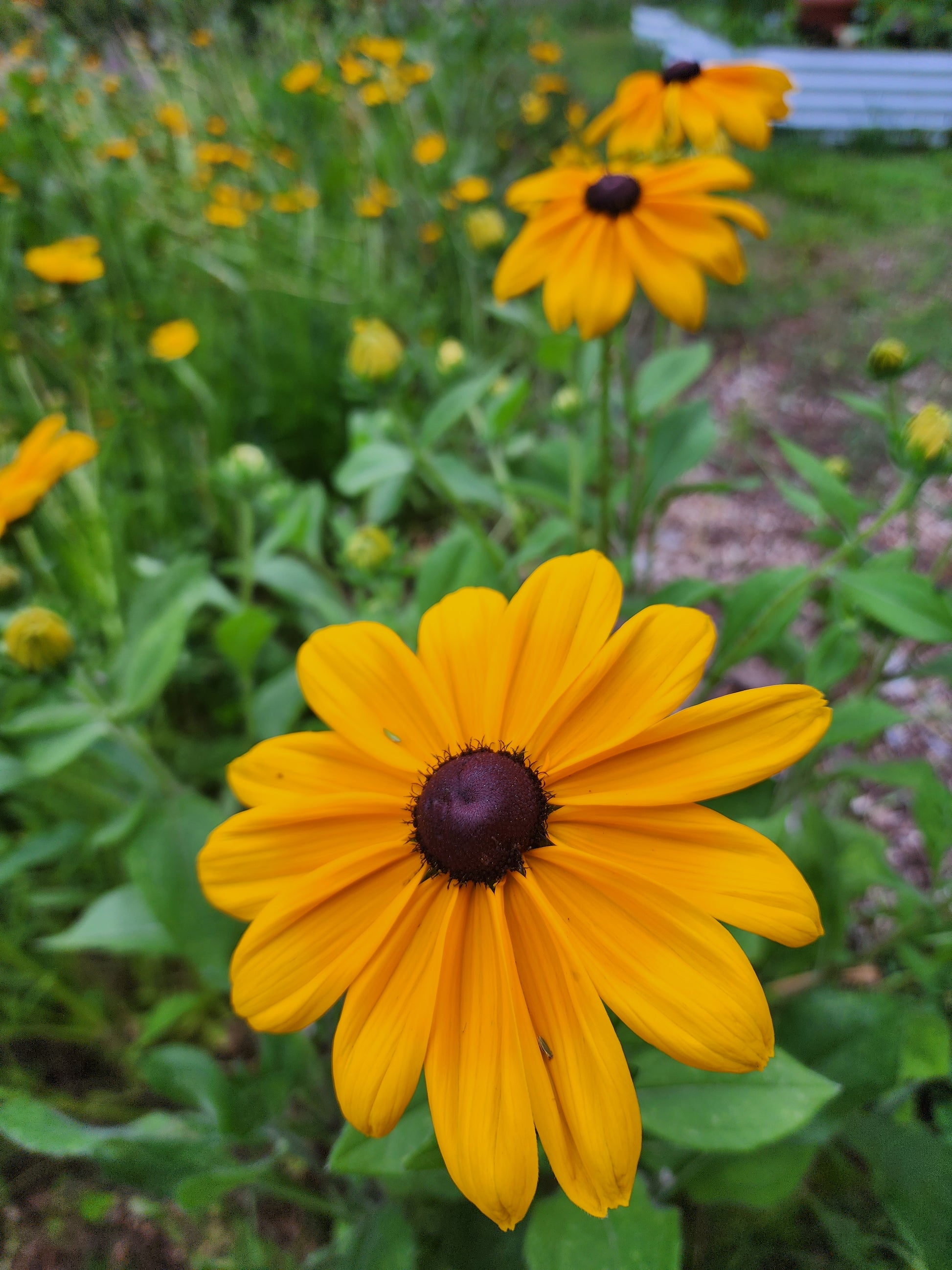 Black-Eyed Susan