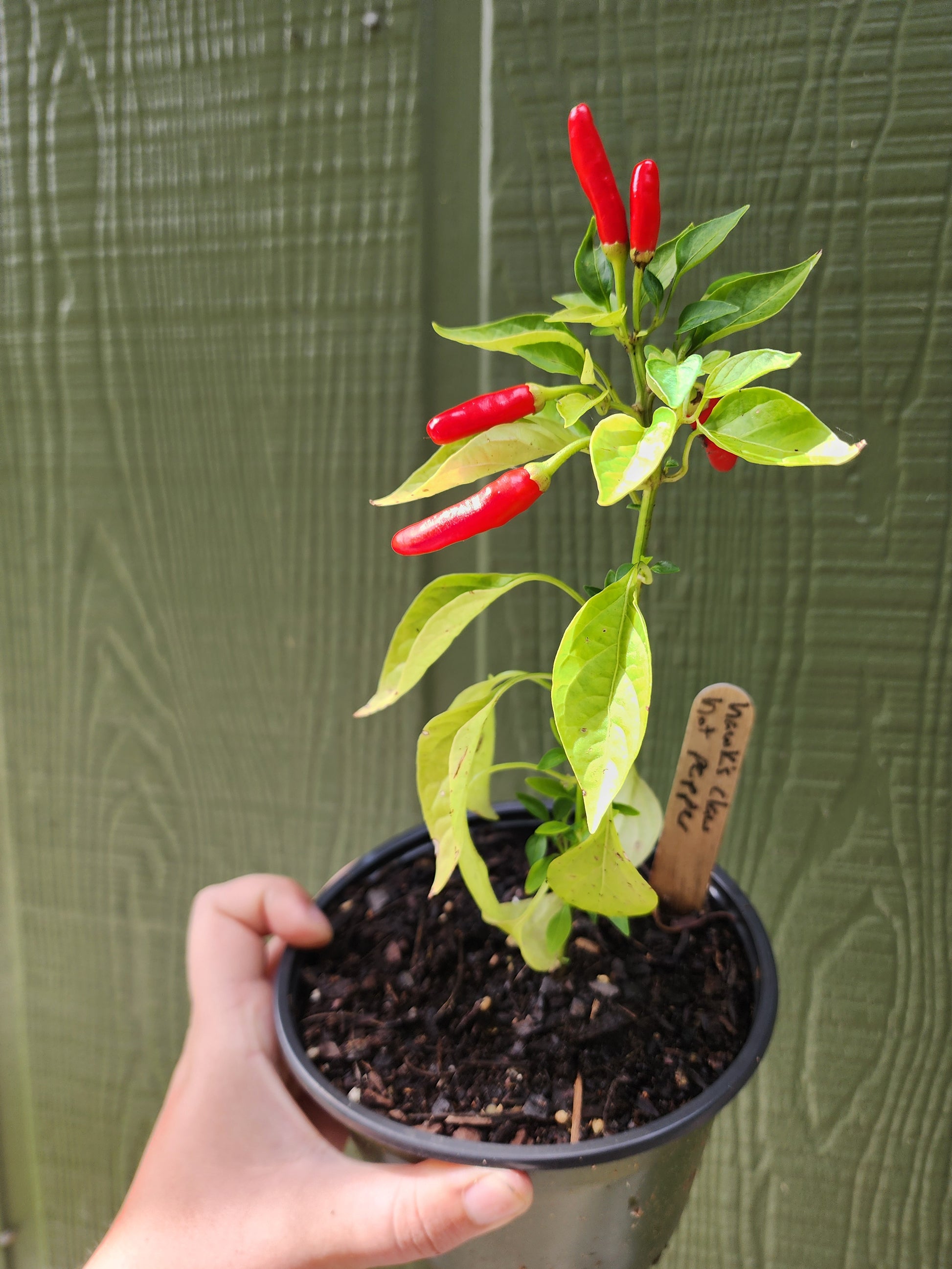 Hawk's Claw Hot Pepper