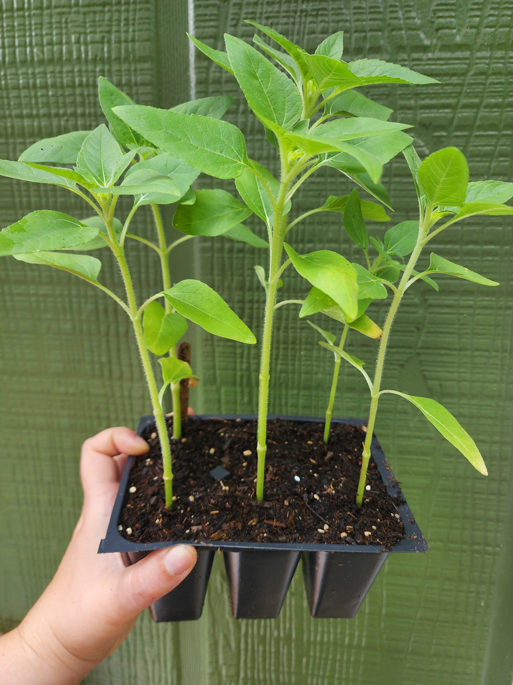 Carousel Dwarf Sunflowers