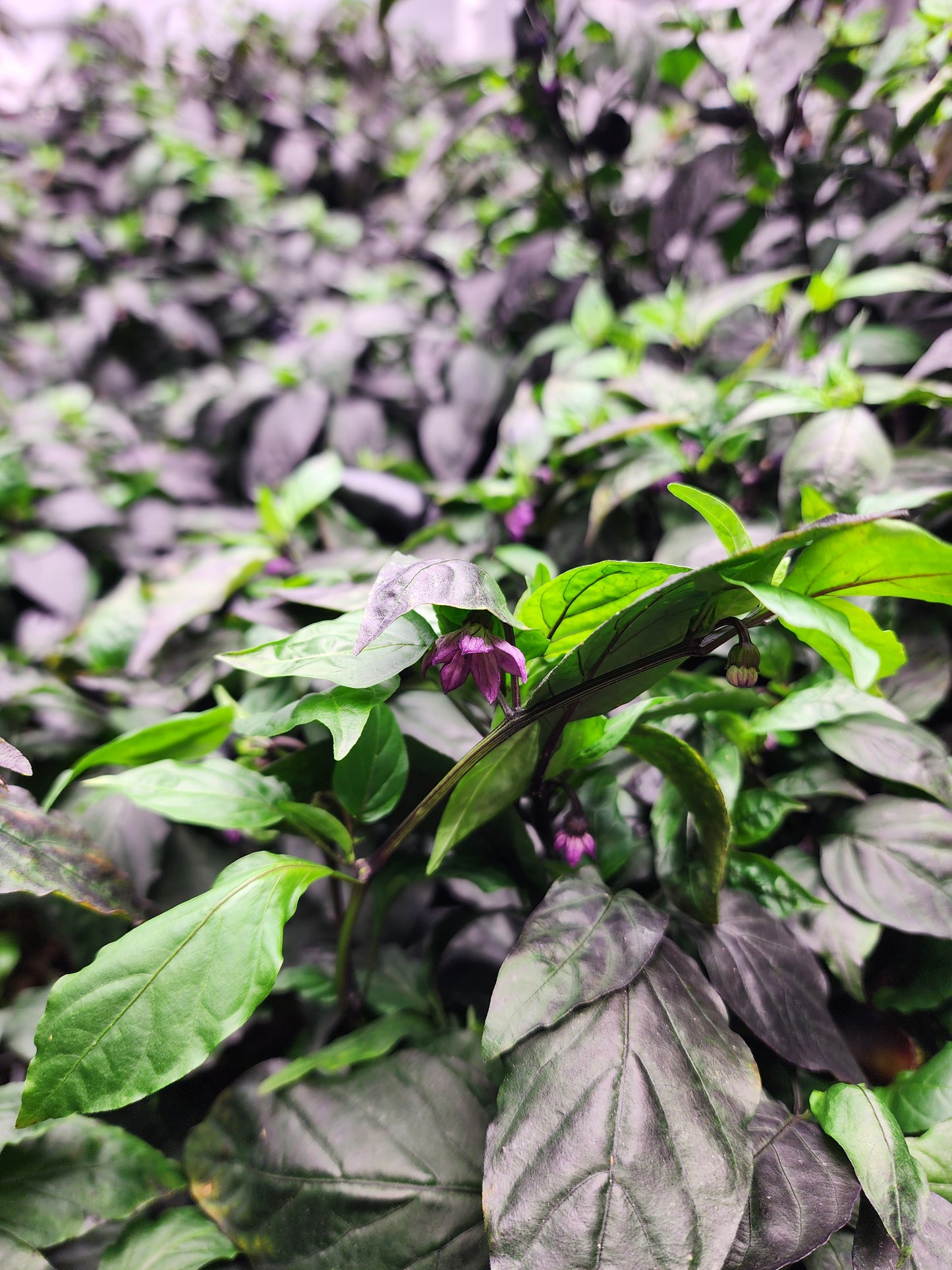 Purple Jalapeño