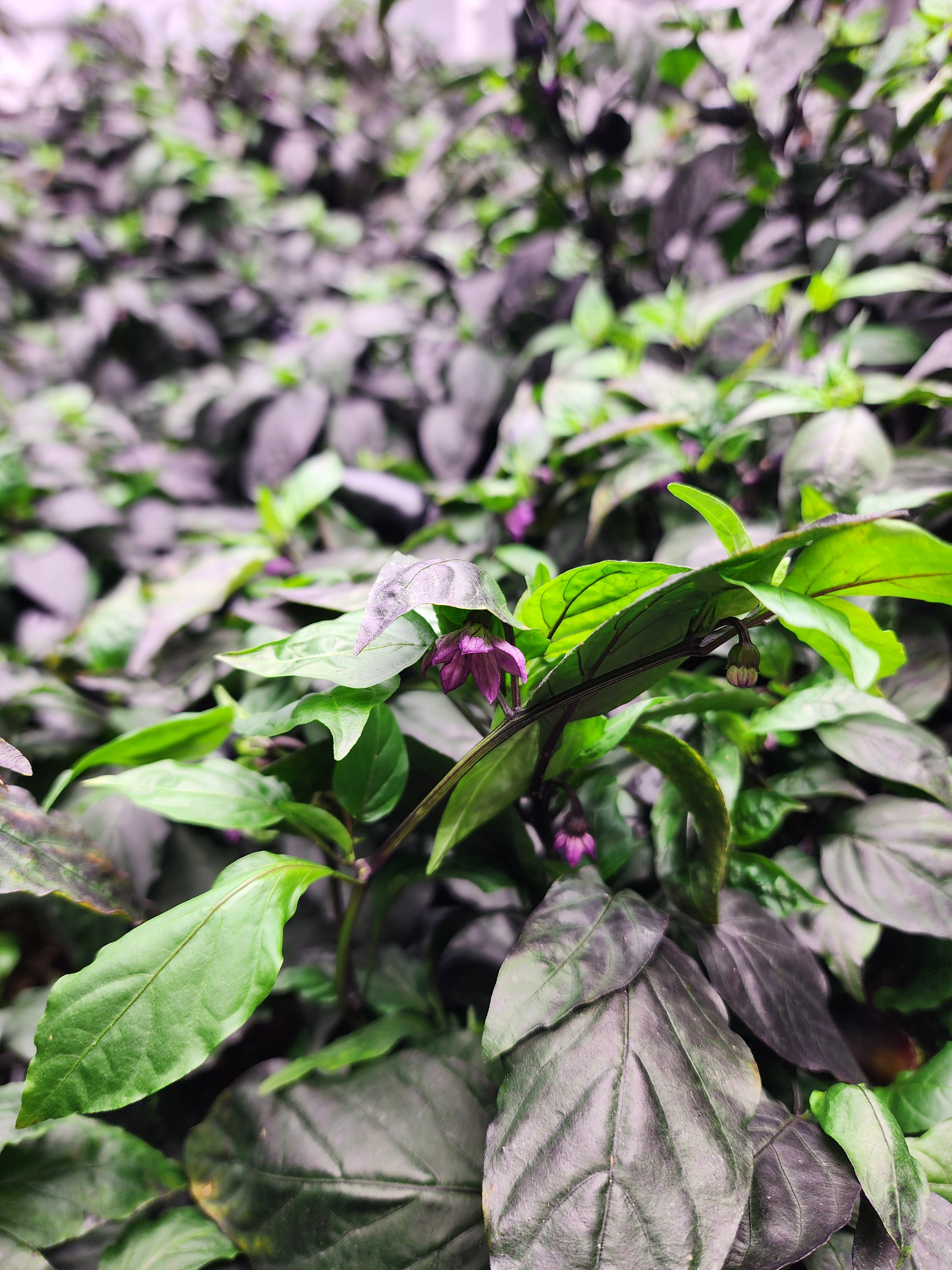 Purple Jalapeño