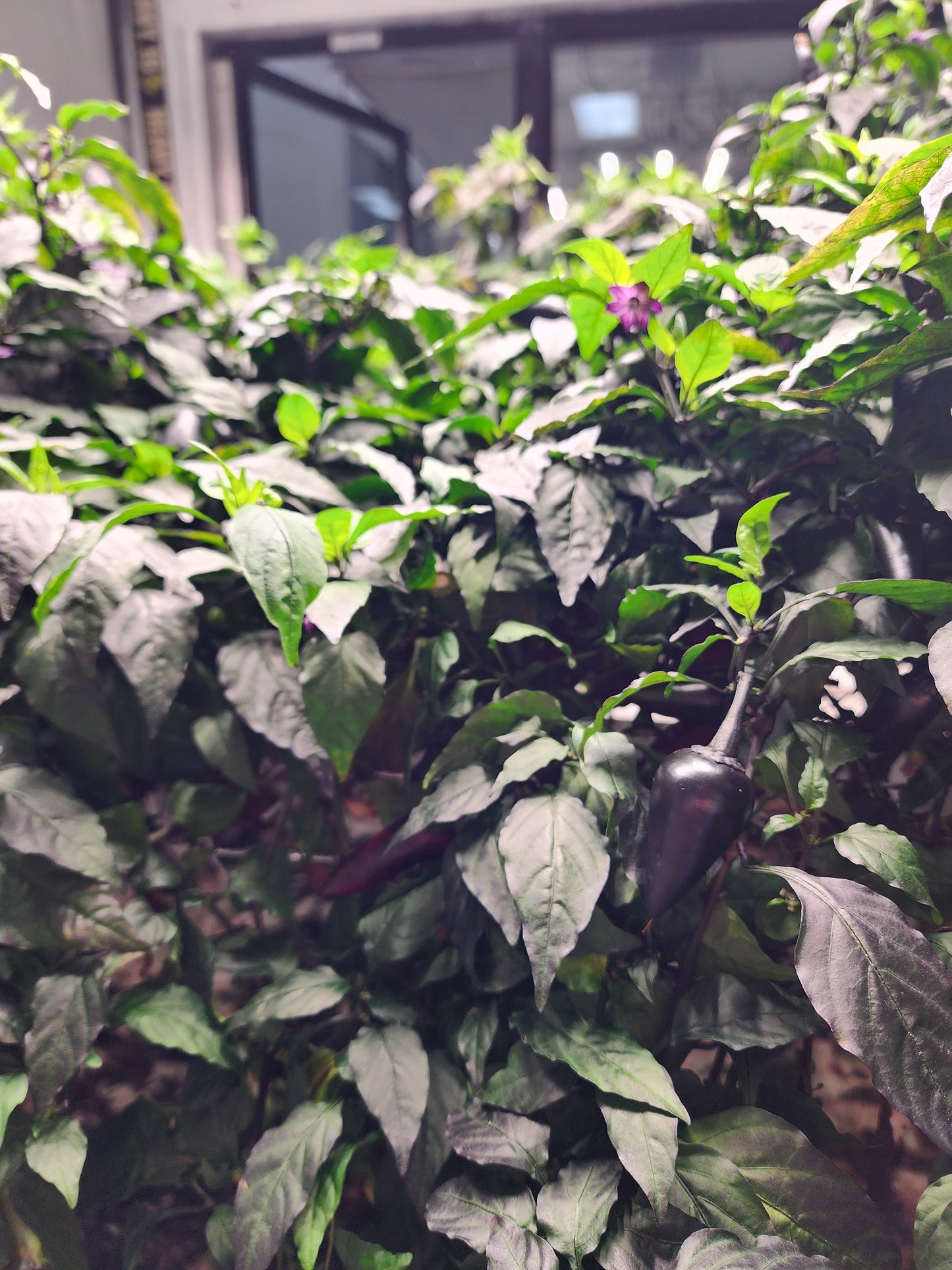 Purple Jalapeño