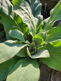 Mullein (Common)