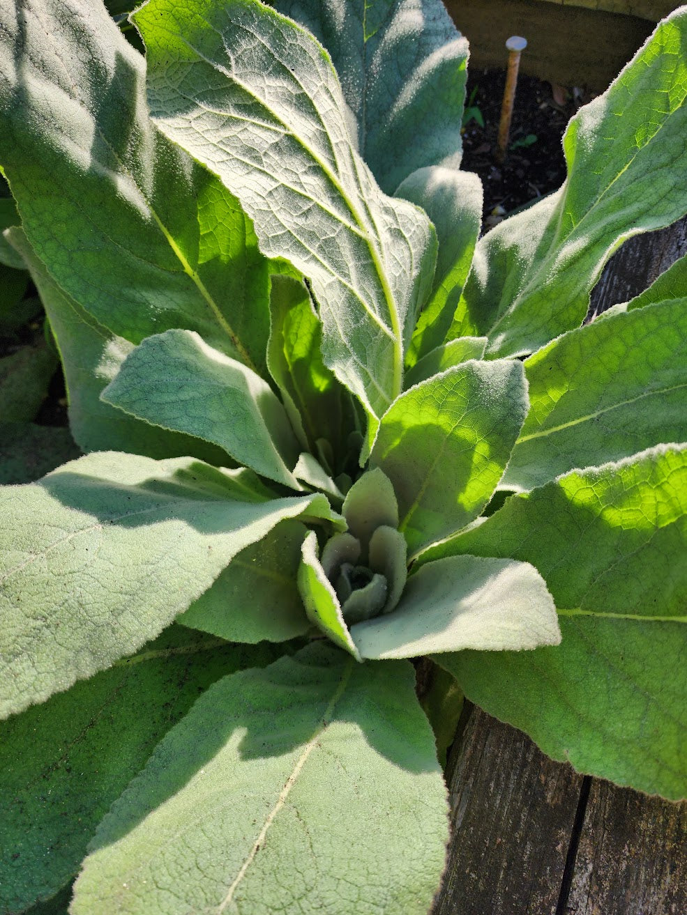 charlotte's web money plant Silver Dollar Money Plant – Tomorrow's Garden