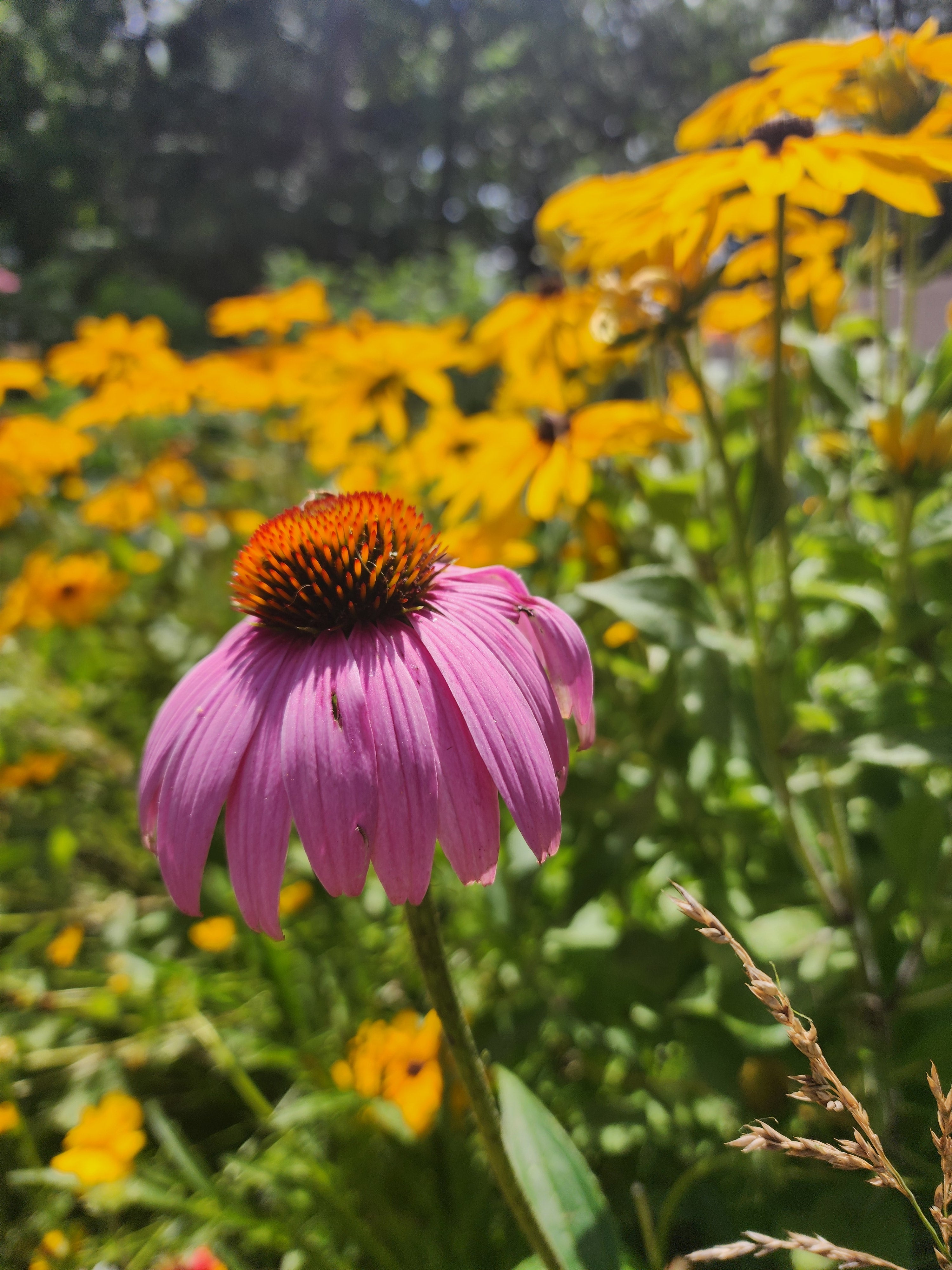 Echinacea (Coneflower)