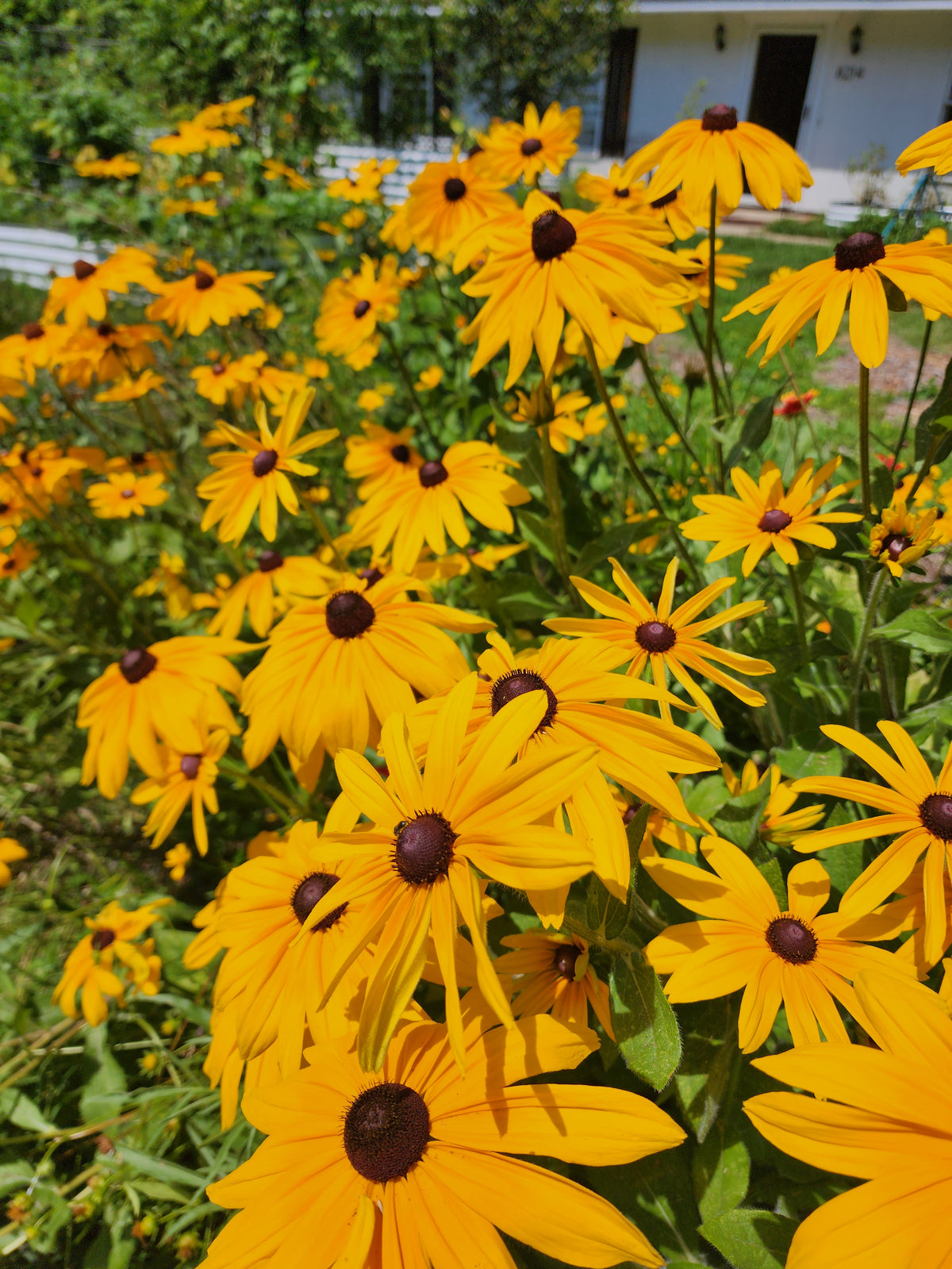Black-Eyed Susan