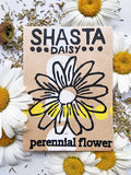Shasta Daisy