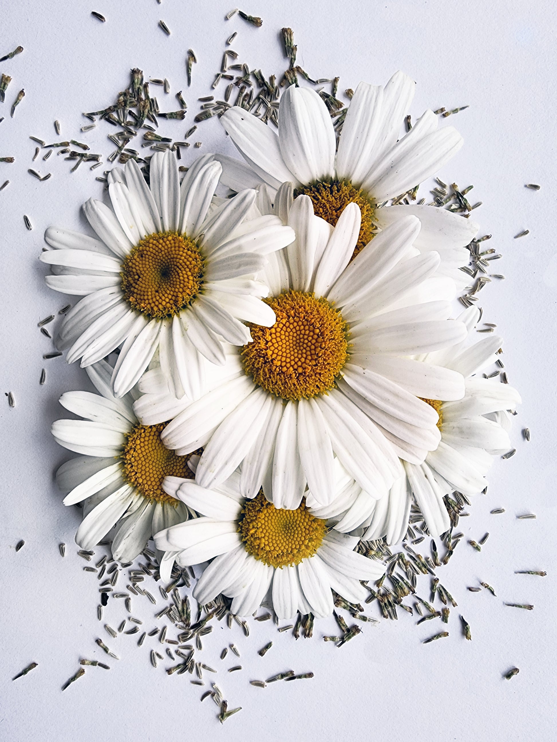 Shasta Daisy