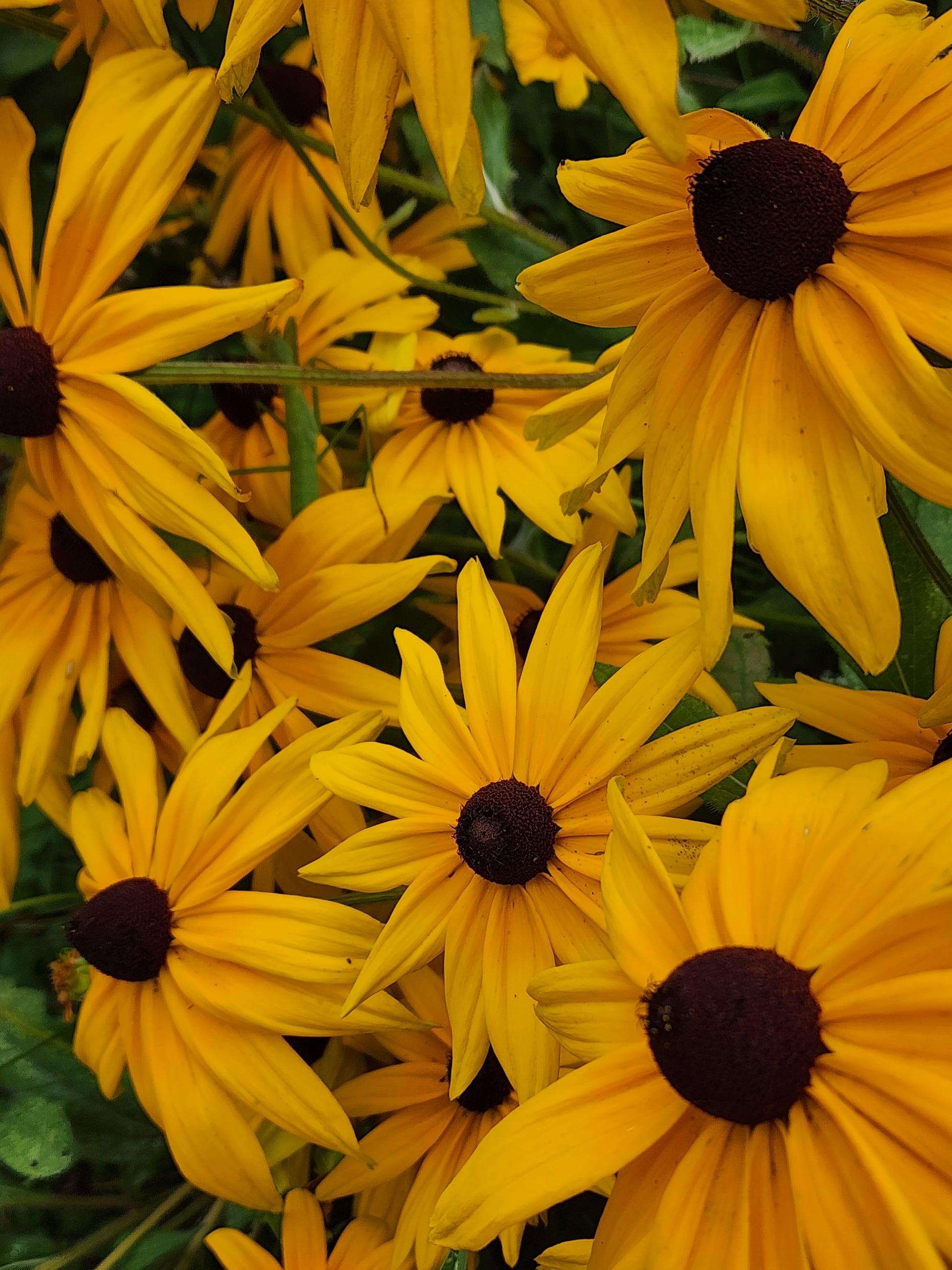 Black-Eyed Susan