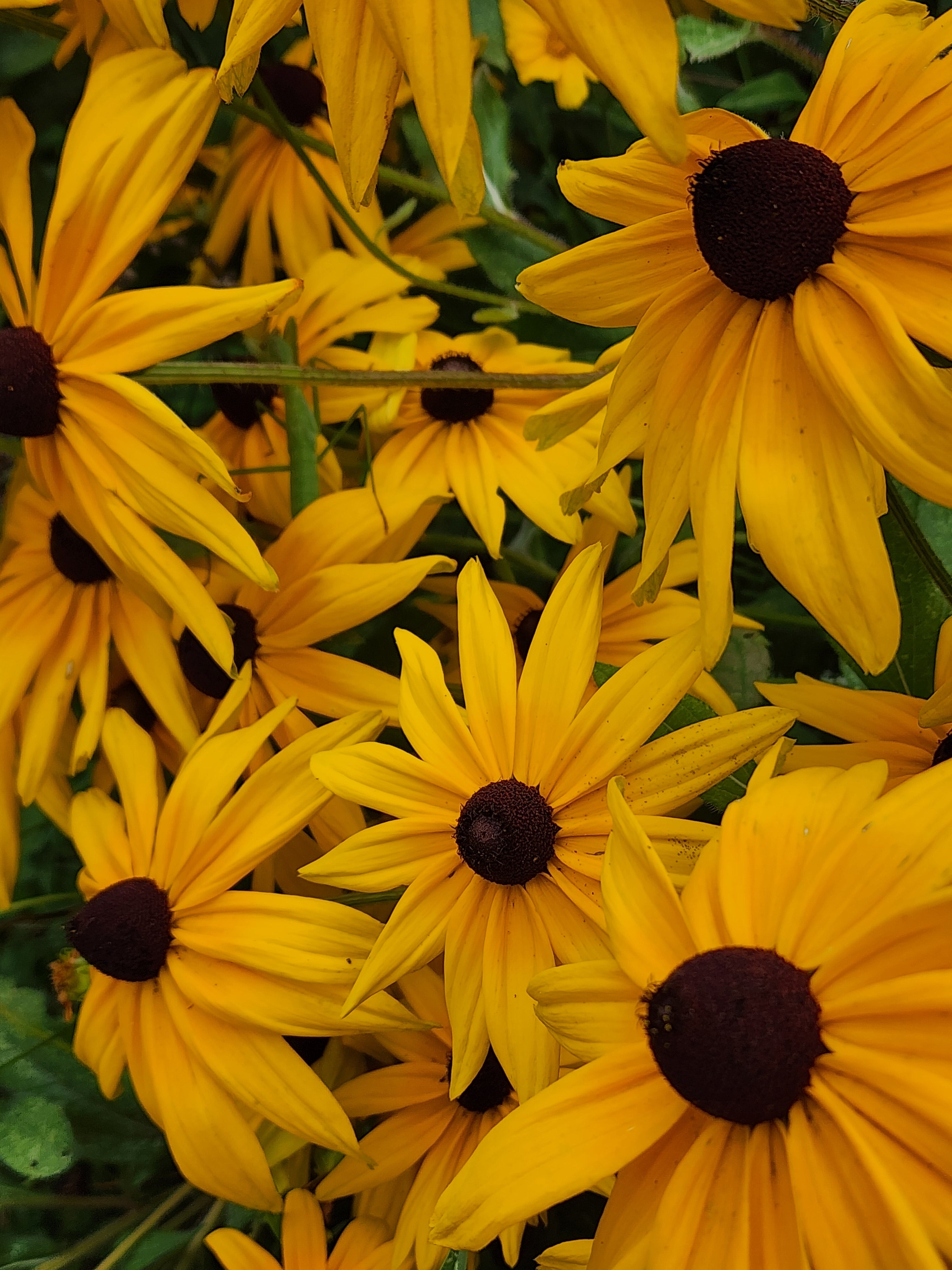Black-Eyed Susan