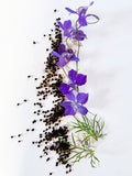 Purple Larkspur