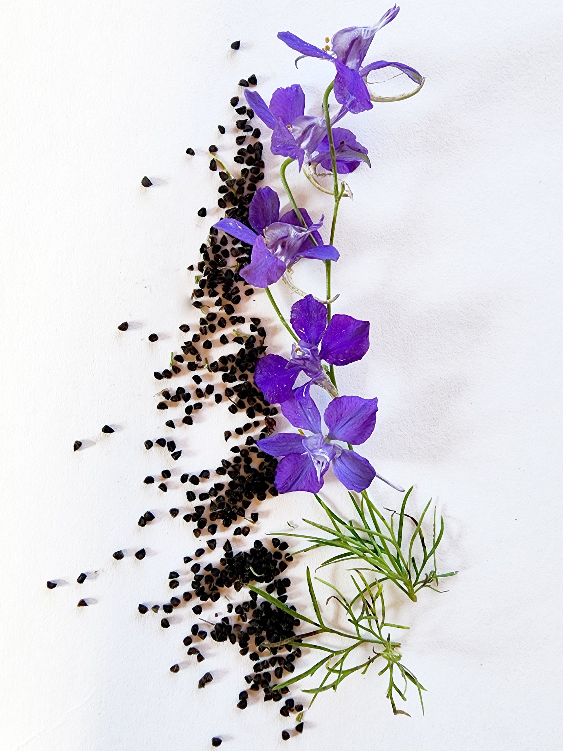 Purple Larkspur