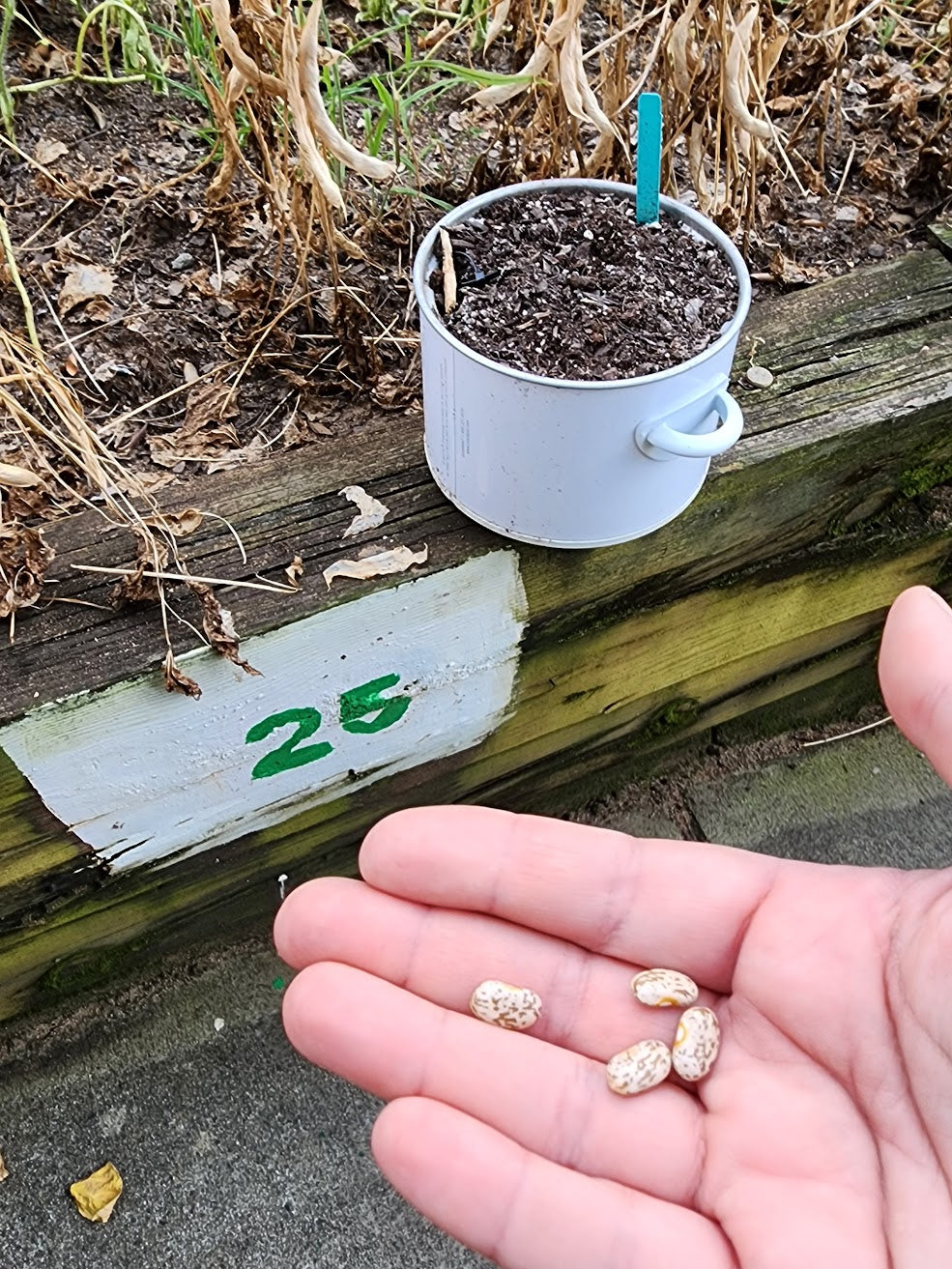 Pinto Shell Bush Bean