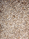 Pinto Shell Bush Bean