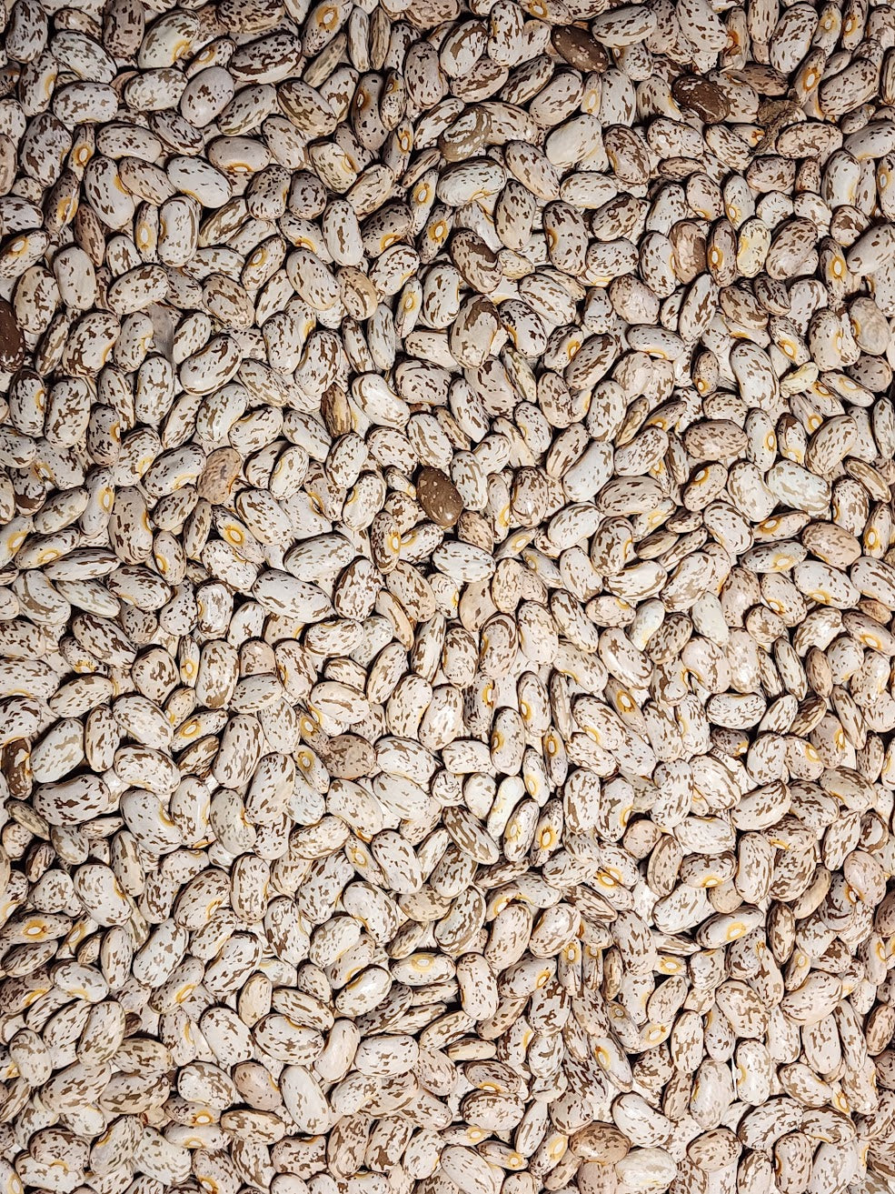 Pinto Shell Bush Bean