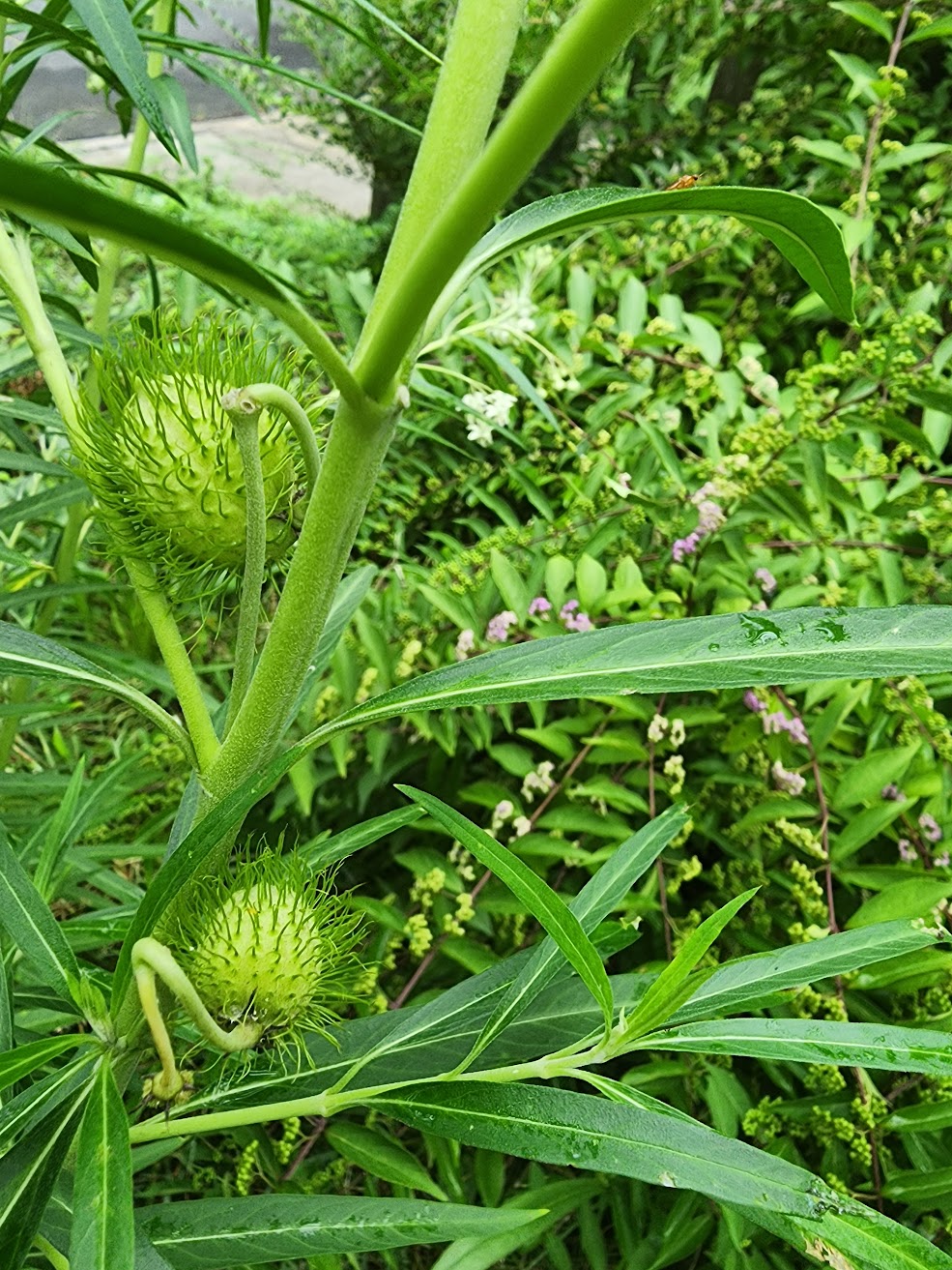 Hairy Balls Milkweed