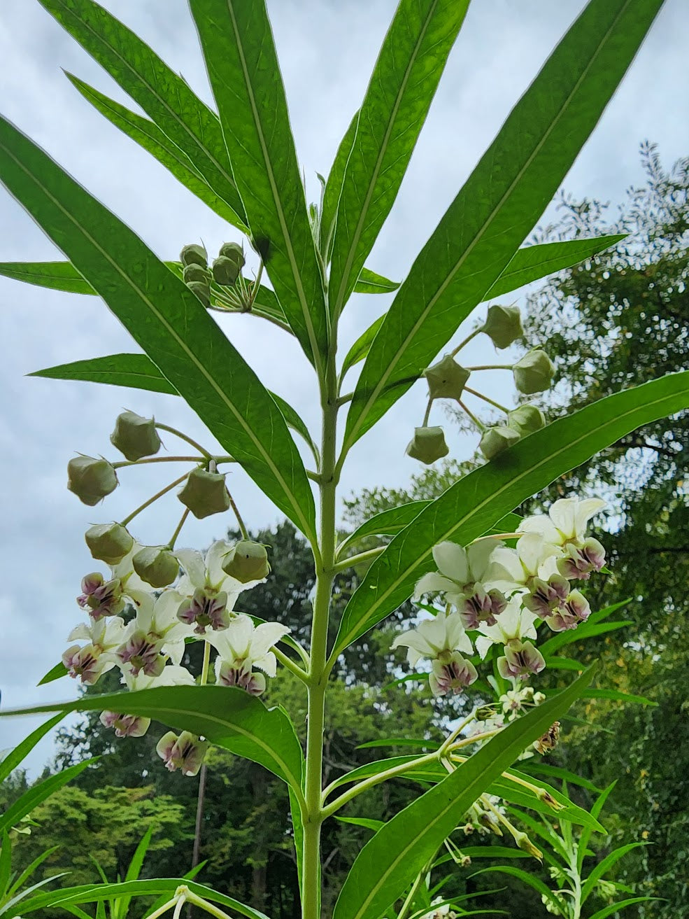 Hairy Balls Milkweed
