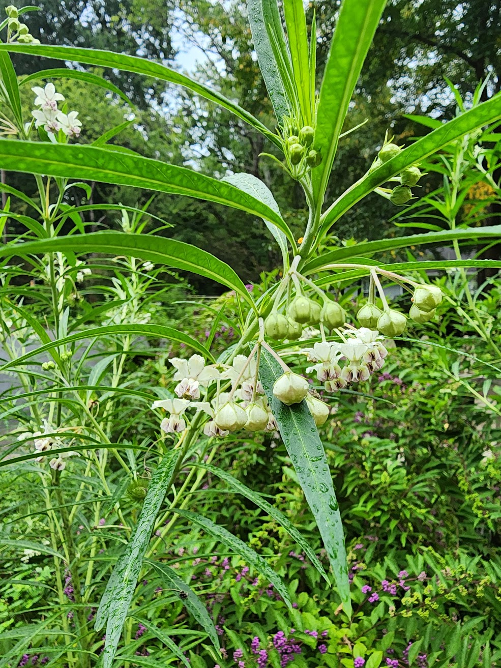Hairy Balls Milkweed