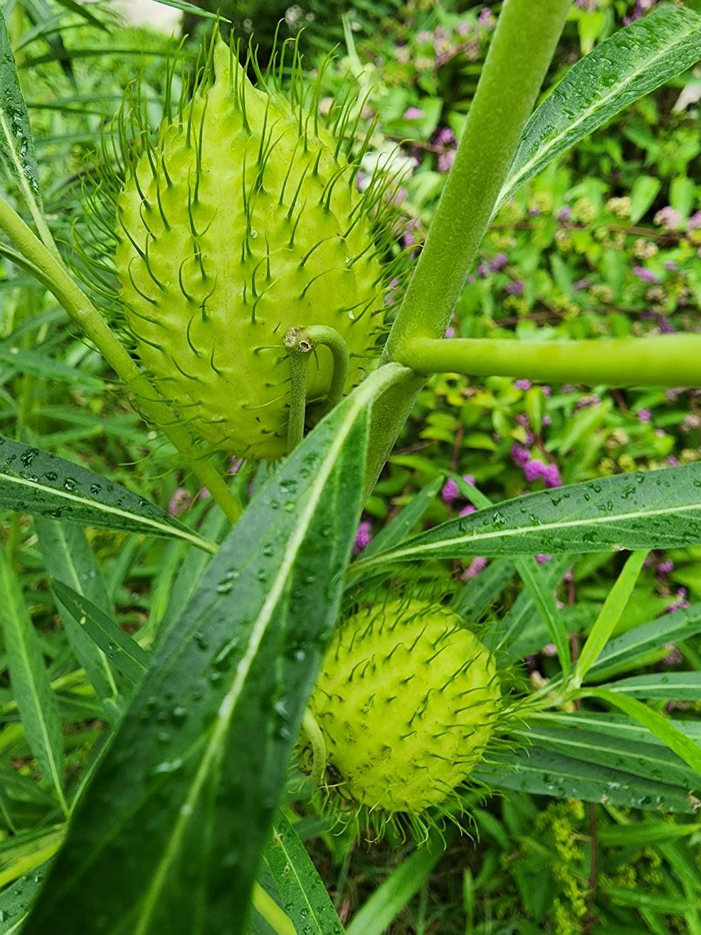 Hairy Balls Milkweed