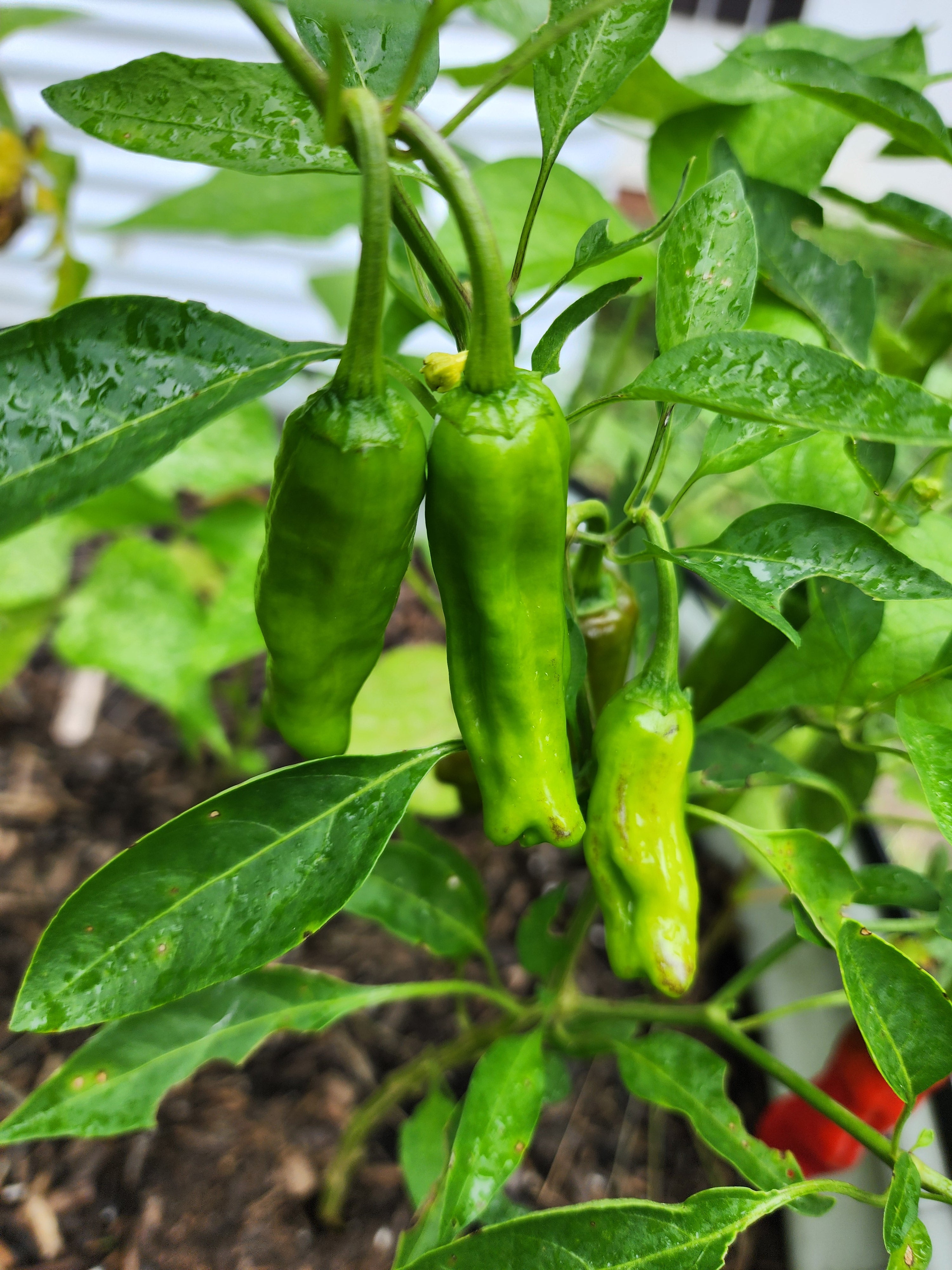 Shishito Sweet (?) Pepper