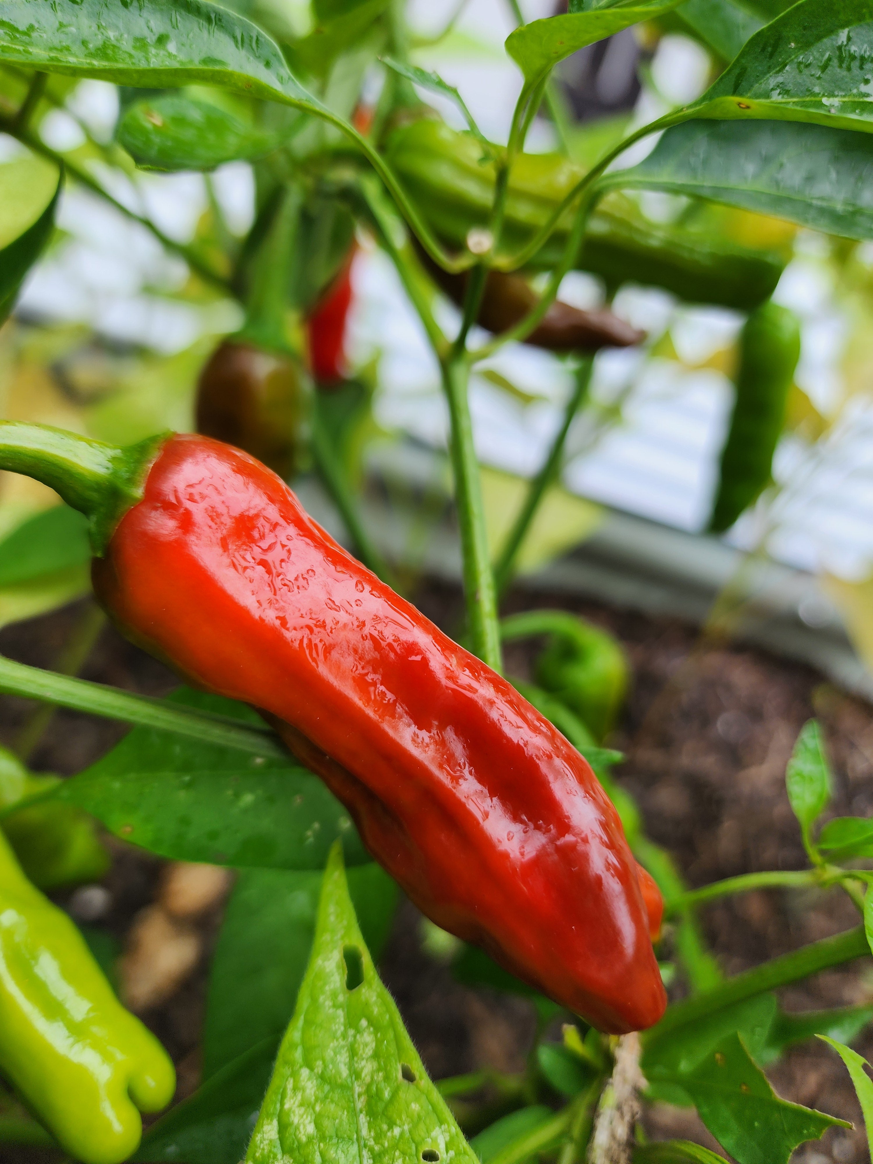 Shishito Sweet (?) Pepper