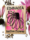 Echinacea (Coneflower)