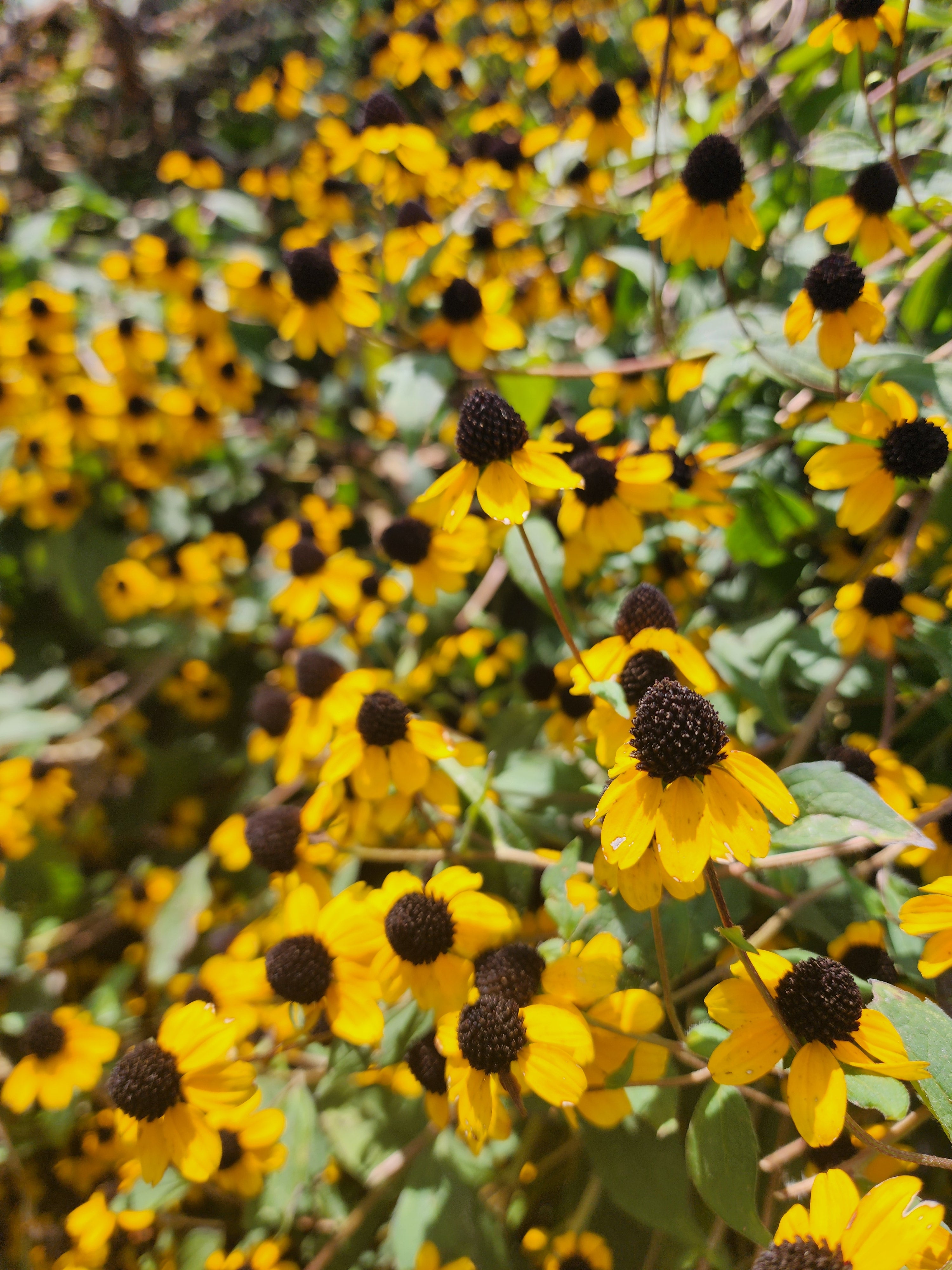 Brown-Eyed Susan