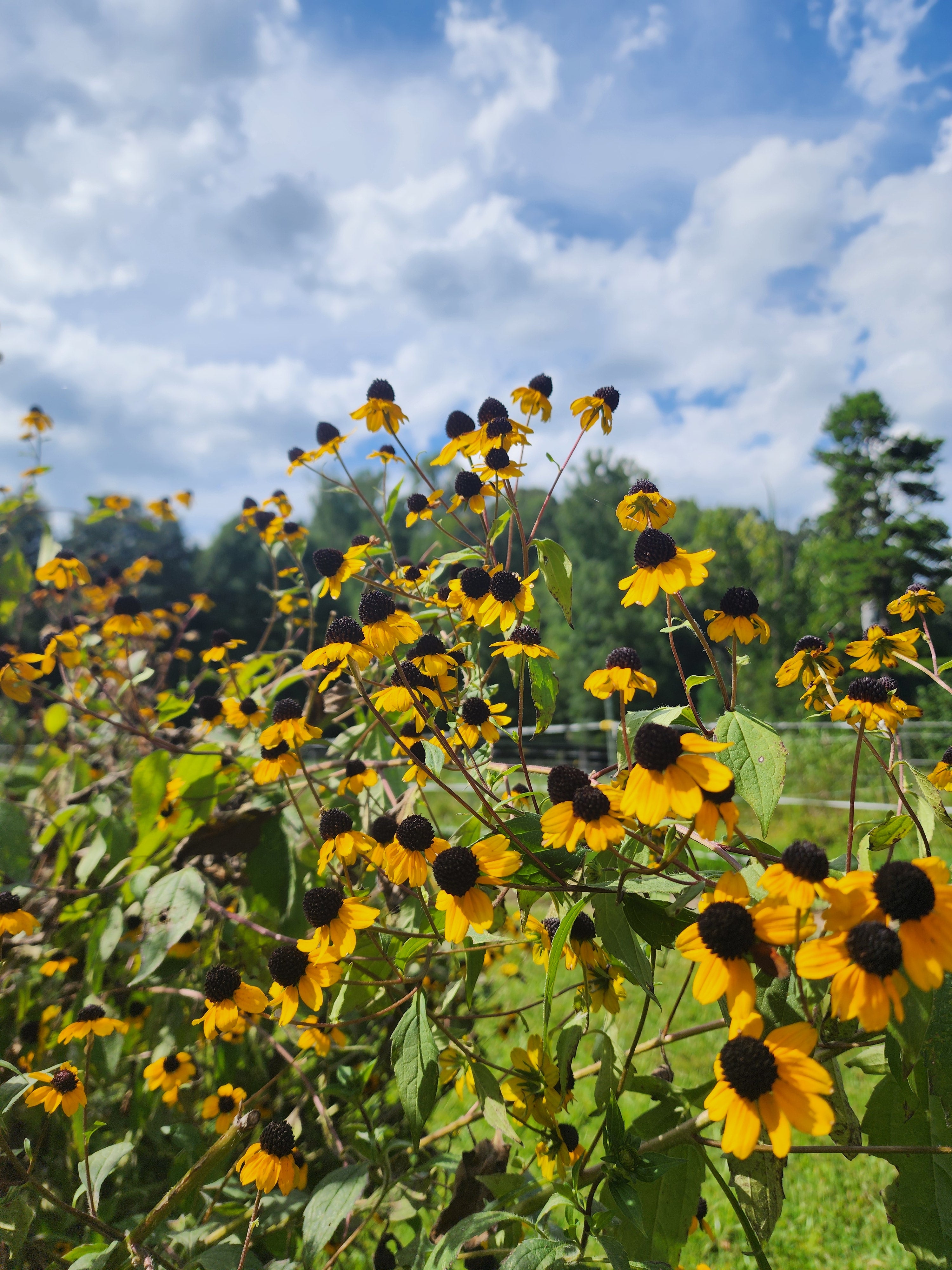 Brown-Eyed Susan