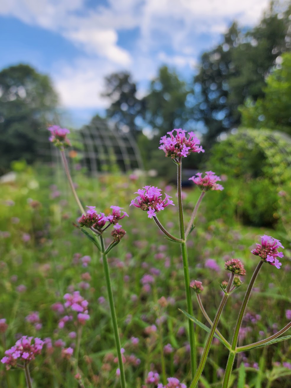 Verbena