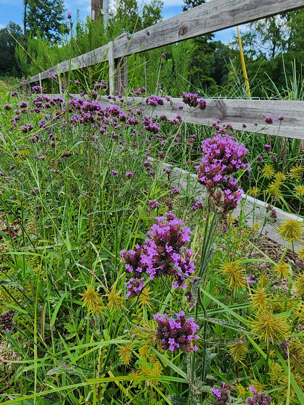 Verbena