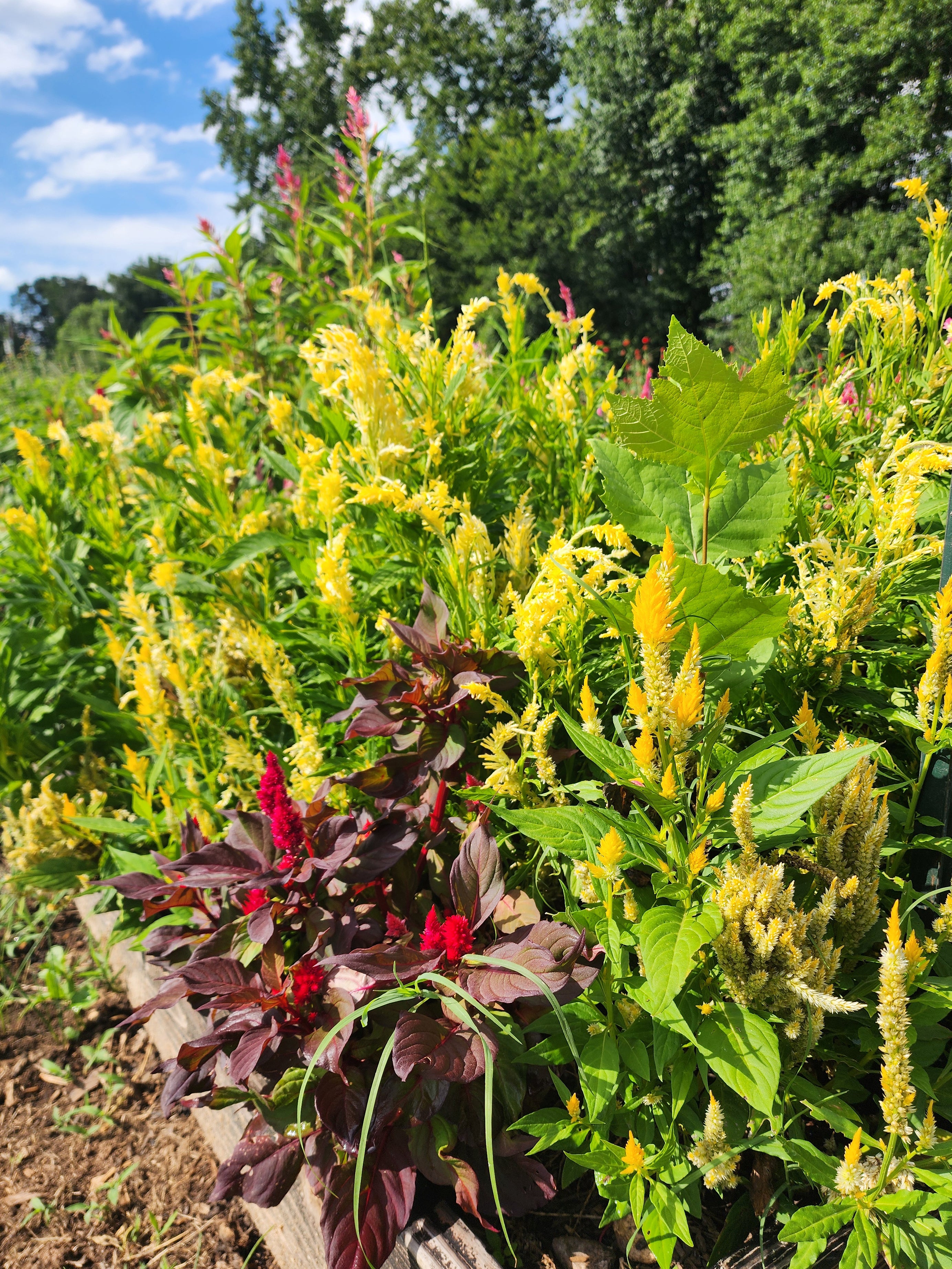 Yellow Celosia